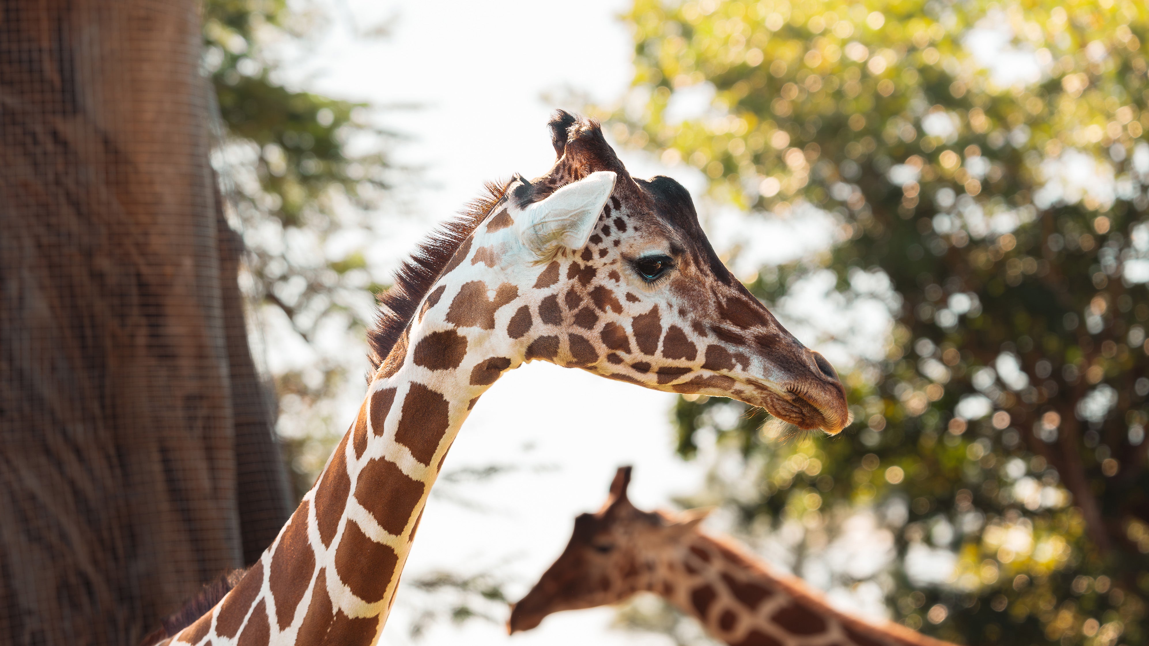 Wildlife