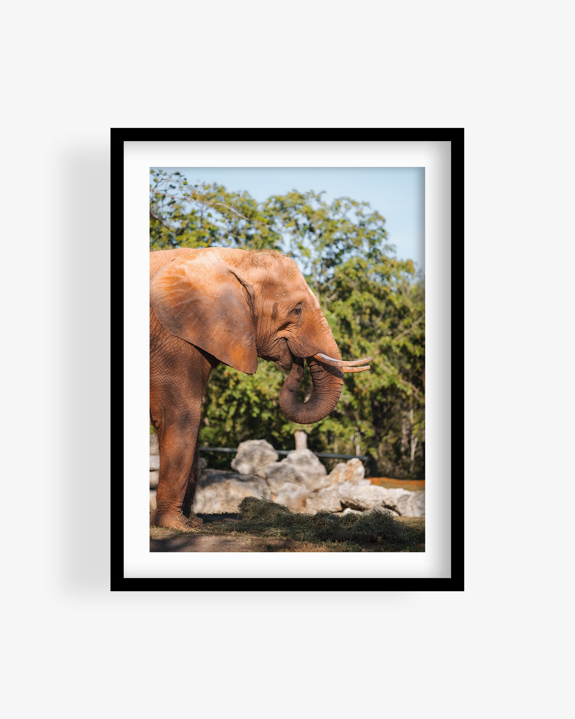 African Elephant Side Profile