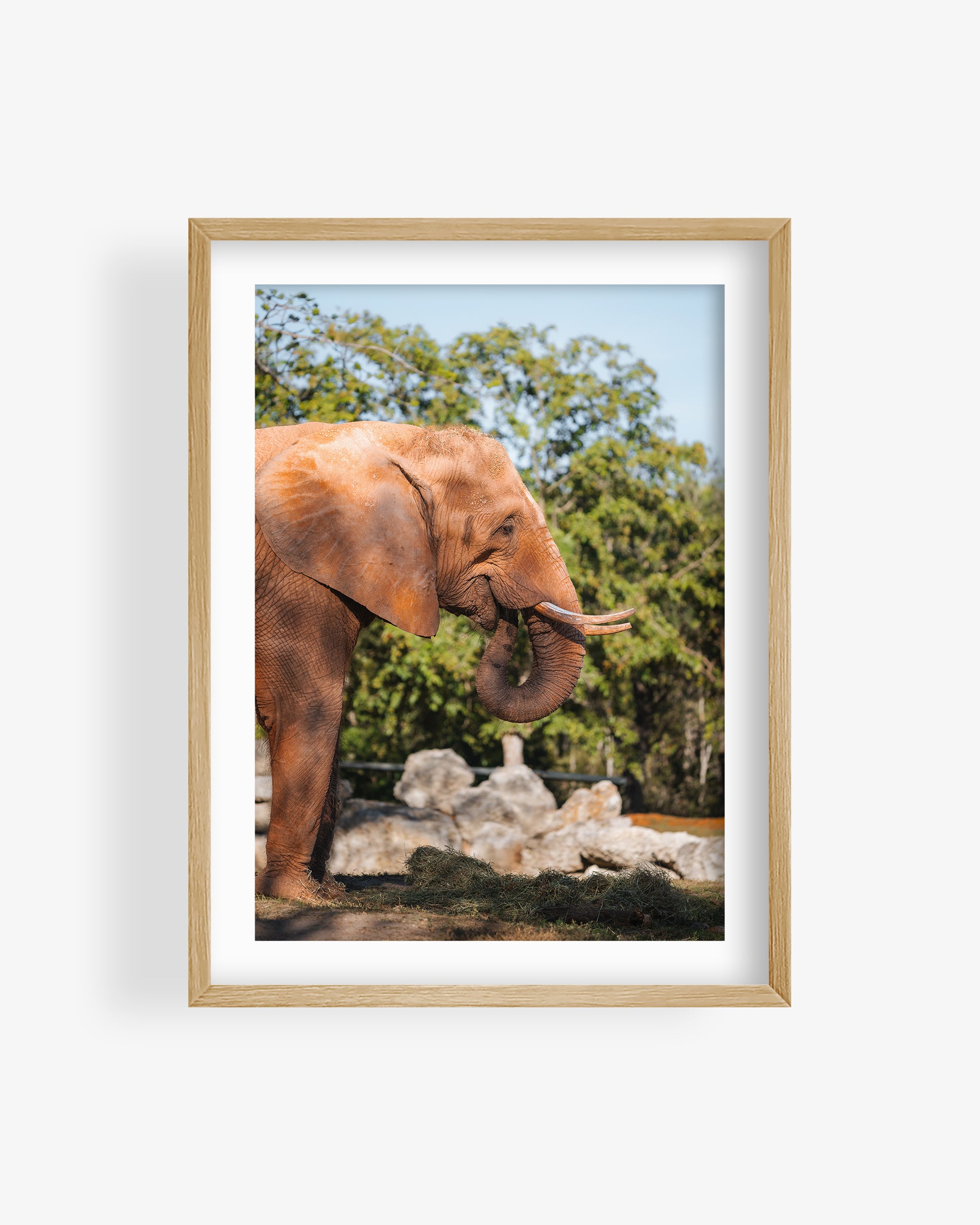 African Elephant Side Profile