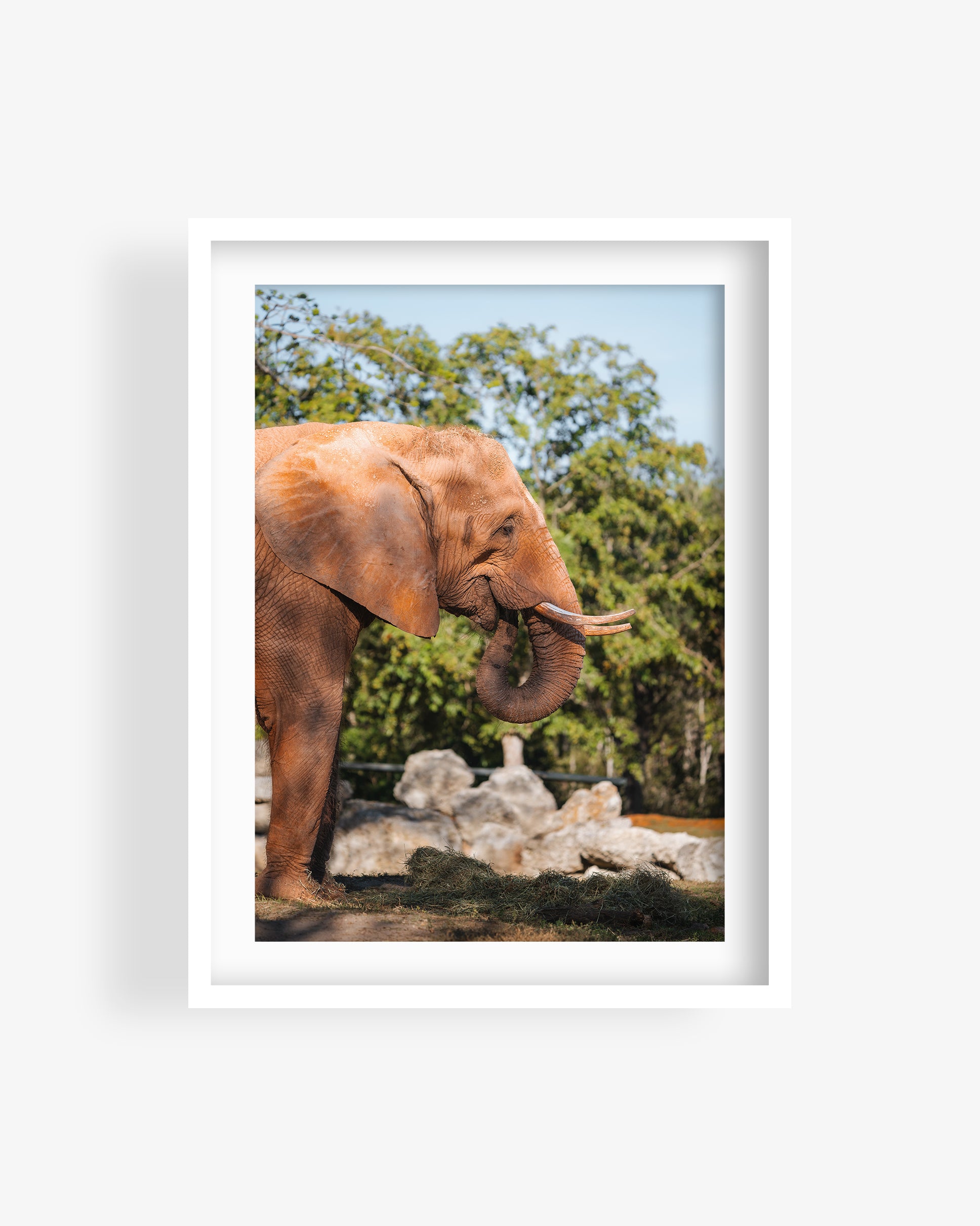 African Elephant Side Profile
