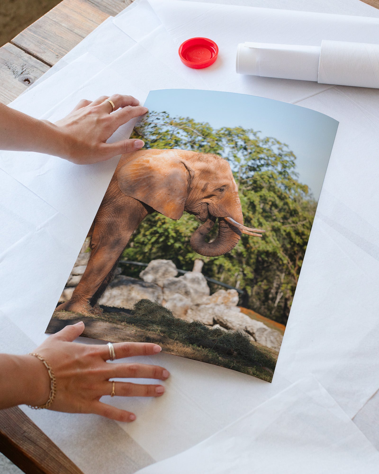 African Elephant Side Profile