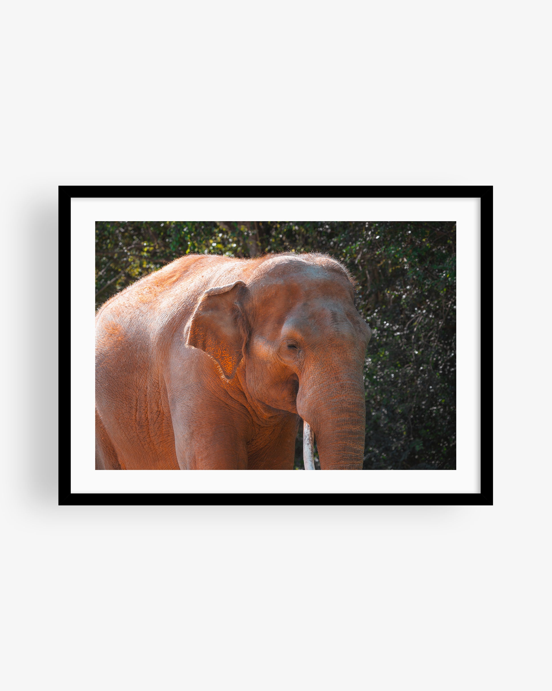 Asian Elephant in Nature II