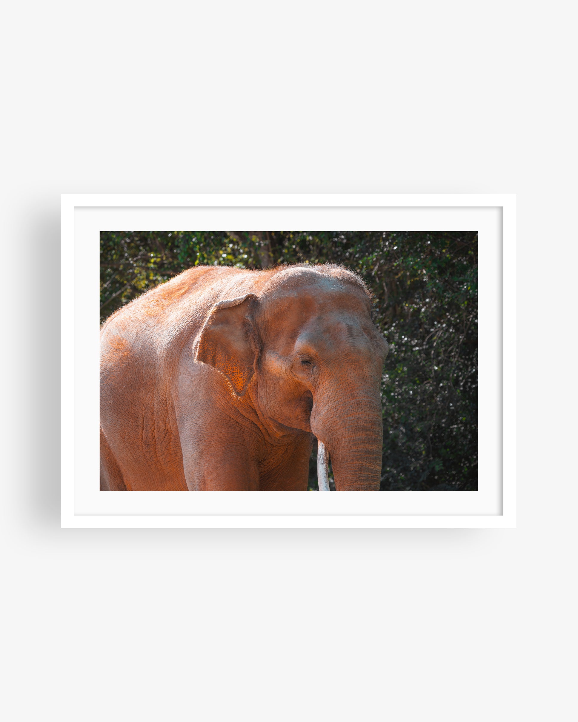 Asian Elephant in Nature II