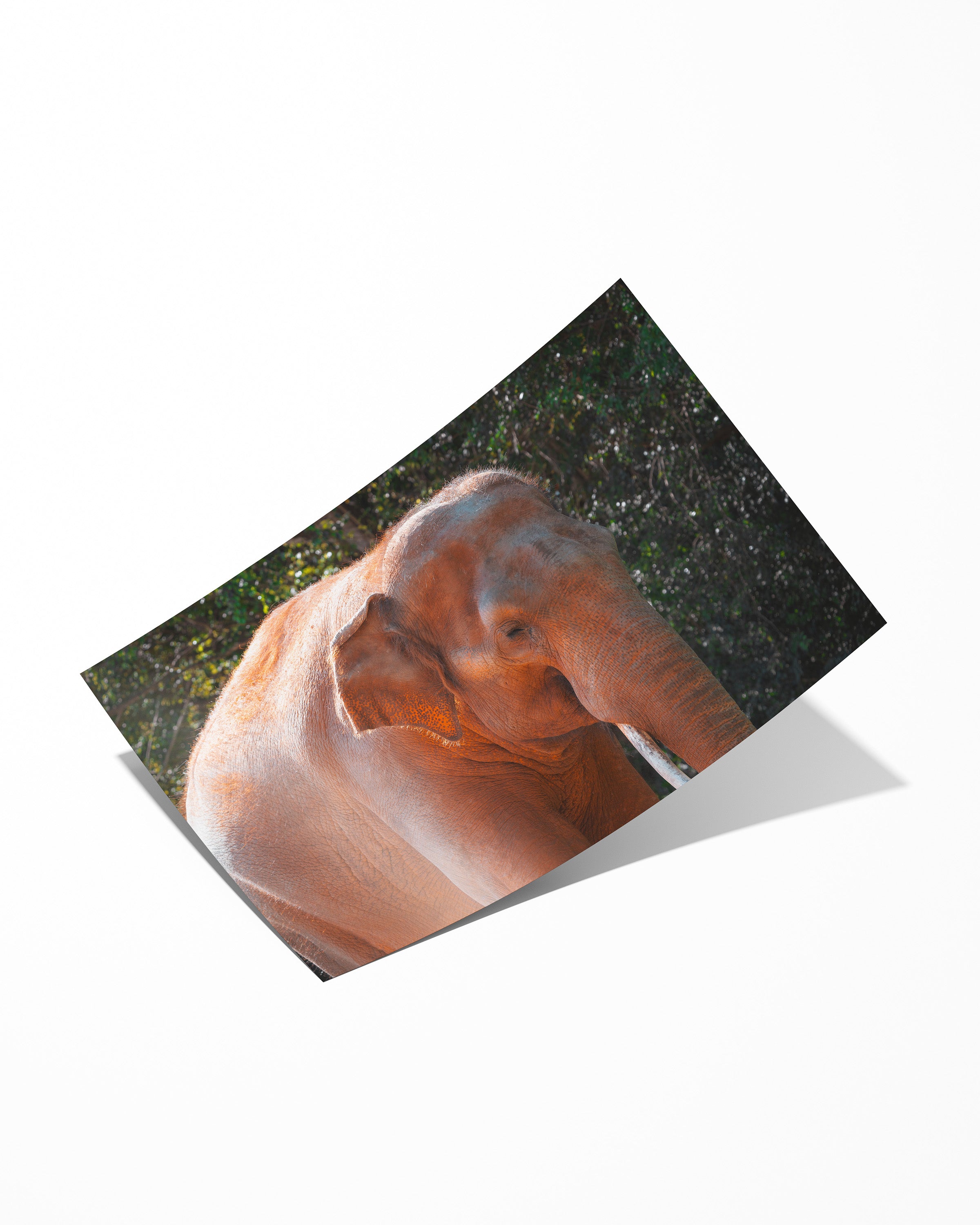 Asian Elephant in Nature II