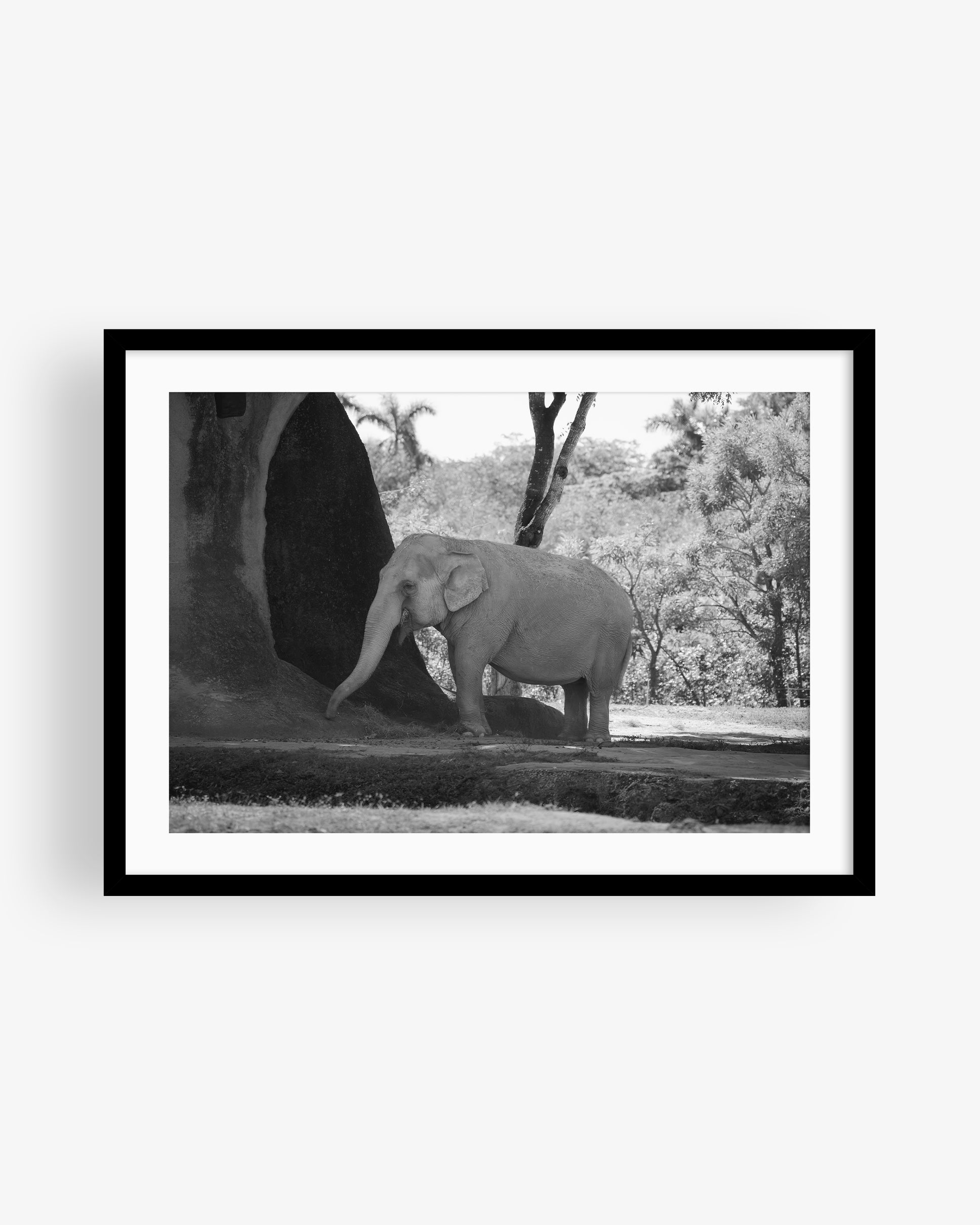 Asian Elephant in Nature (BW)