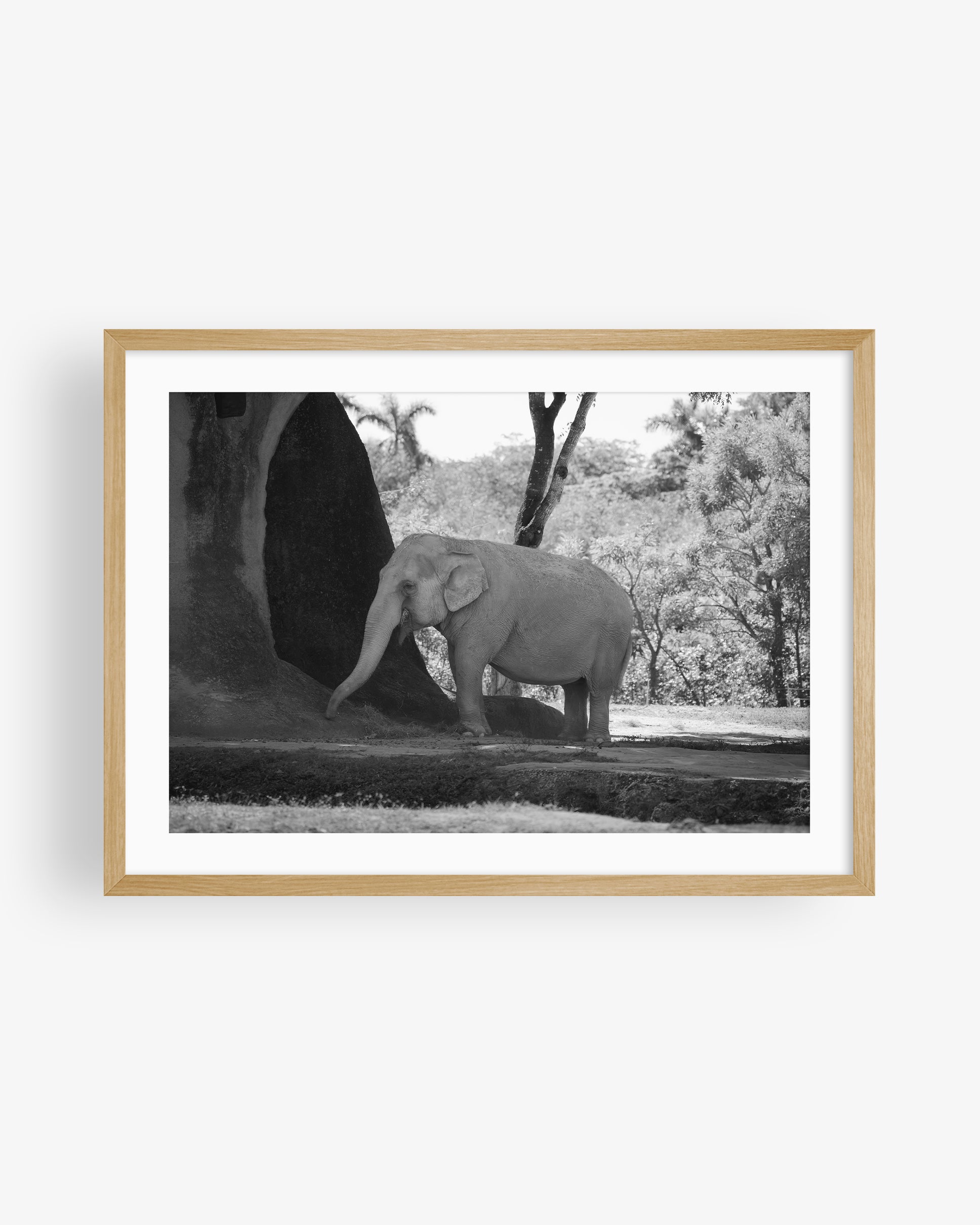 Asian Elephant in Nature (BW)