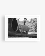 Asian Elephant in Nature (BW)