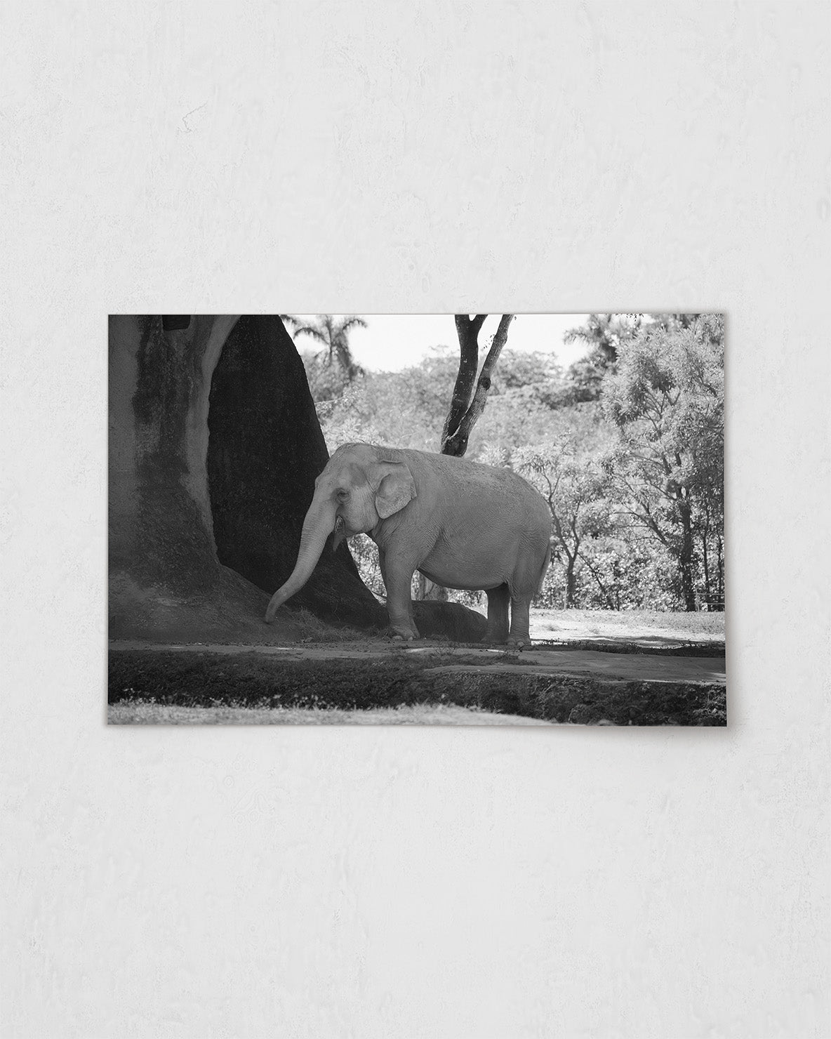 Asian Elephant in Nature (BW)
