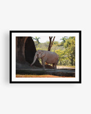 Asian Elephant in Nature