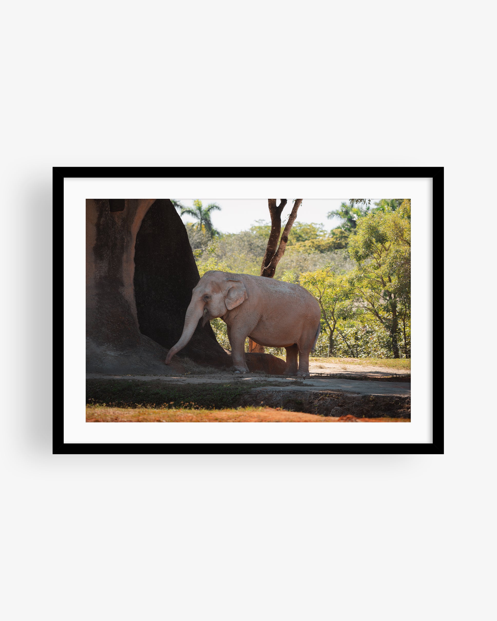 Asian Elephant in Nature
