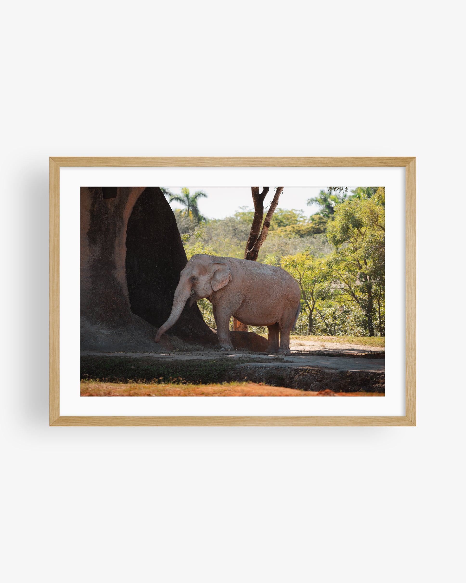 Asian Elephant in Nature