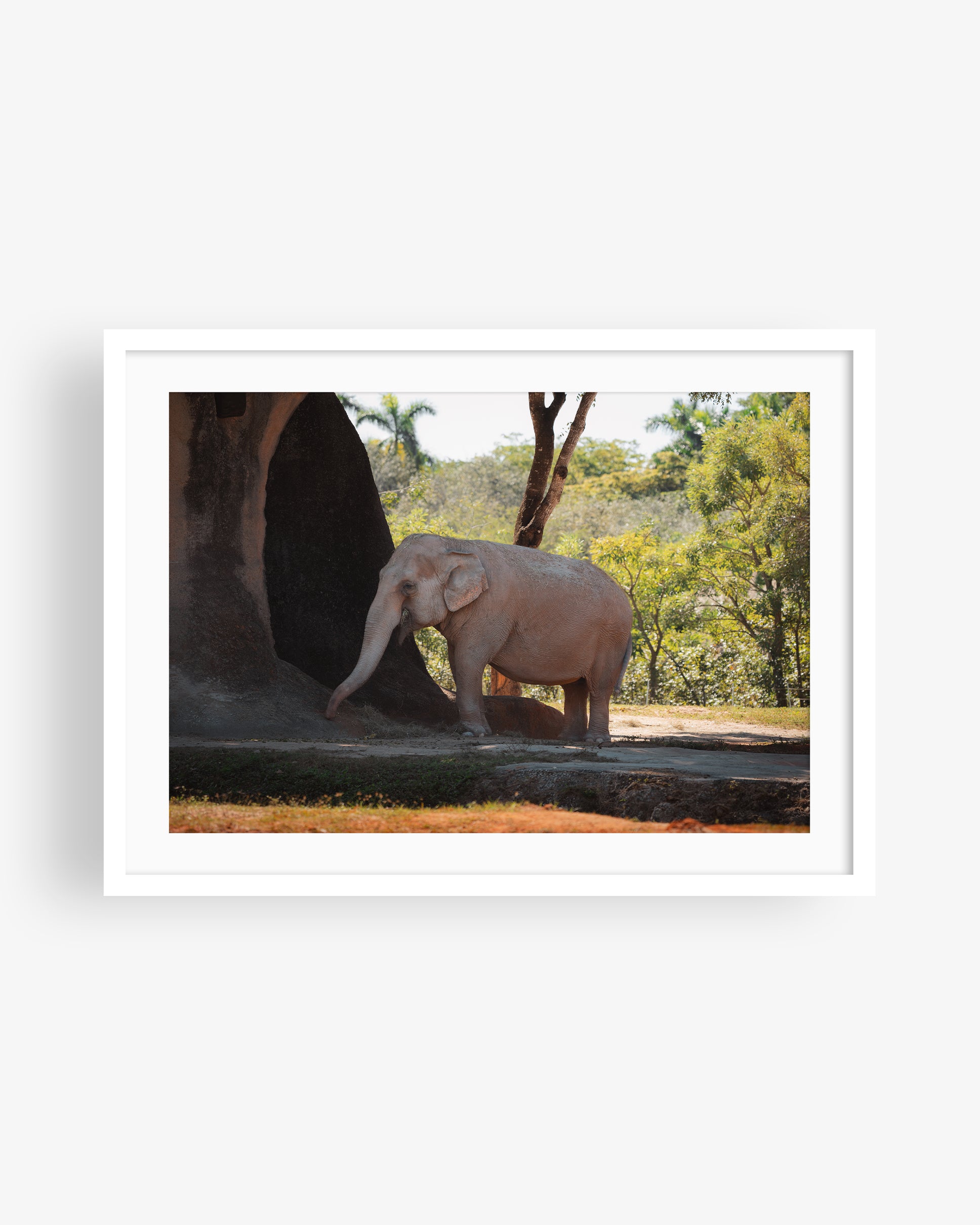 Asian Elephant in Nature