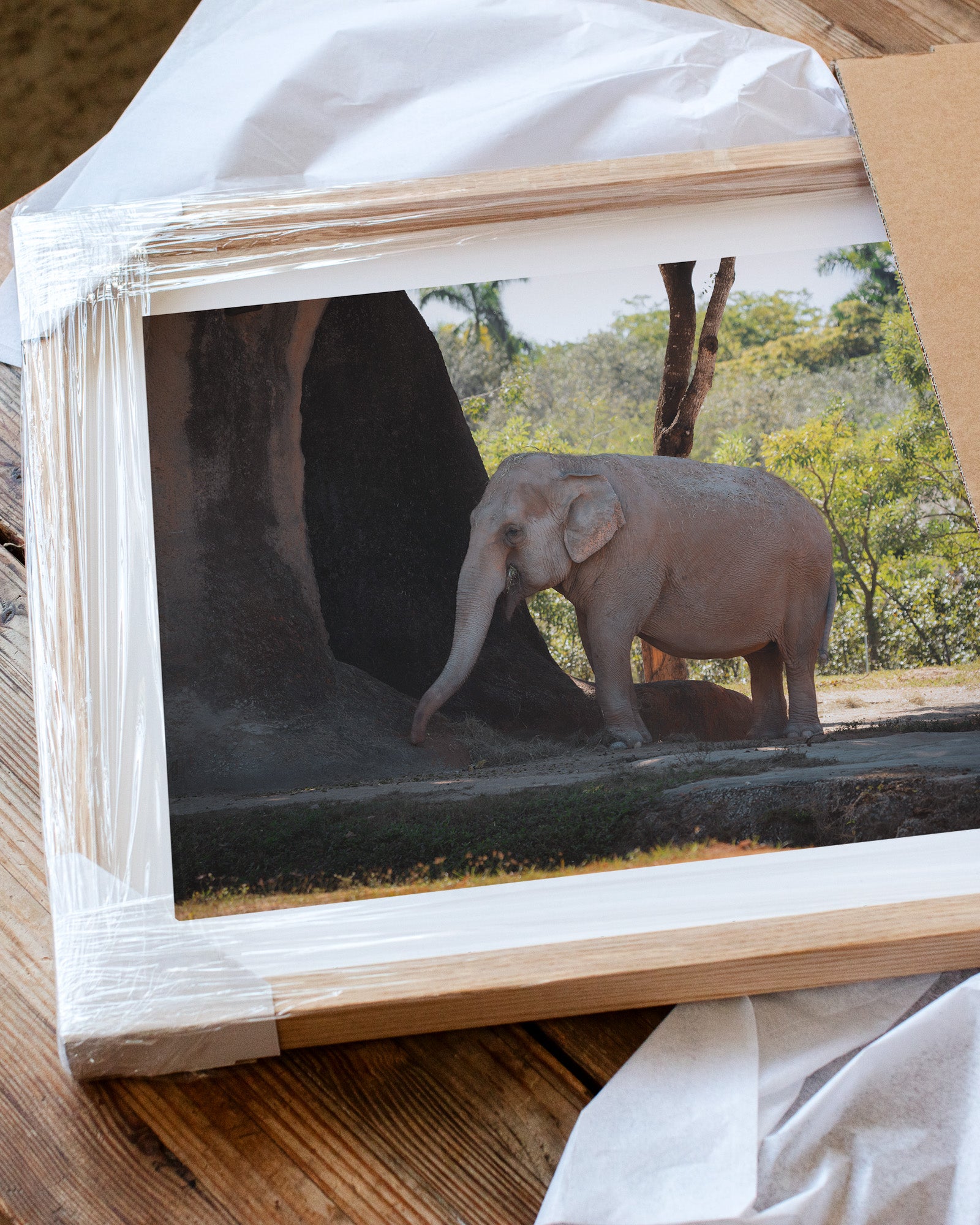 Asian Elephant in Nature