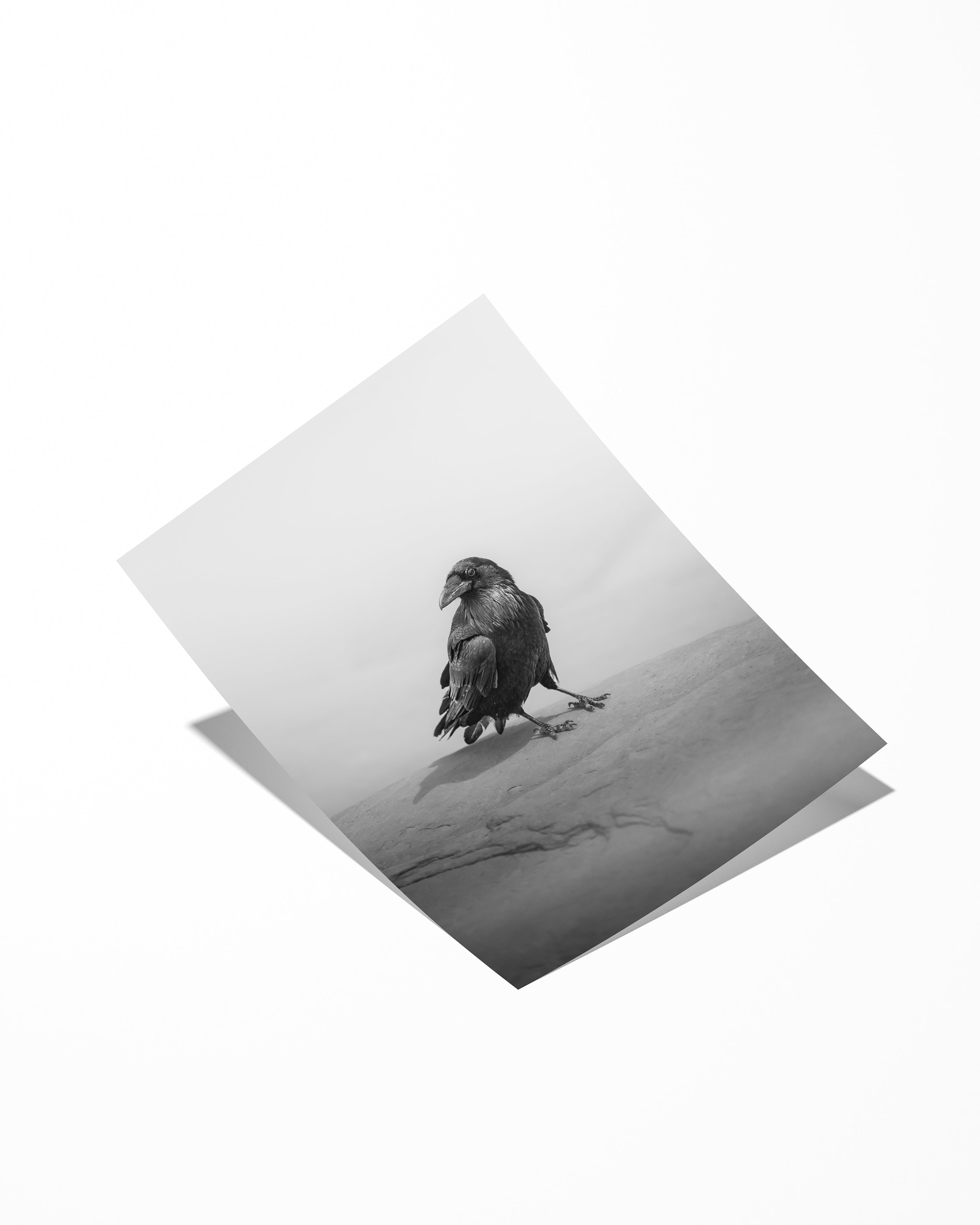 Crow in Utah Desert (BW)