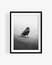 Crow in Utah Desert (BW)