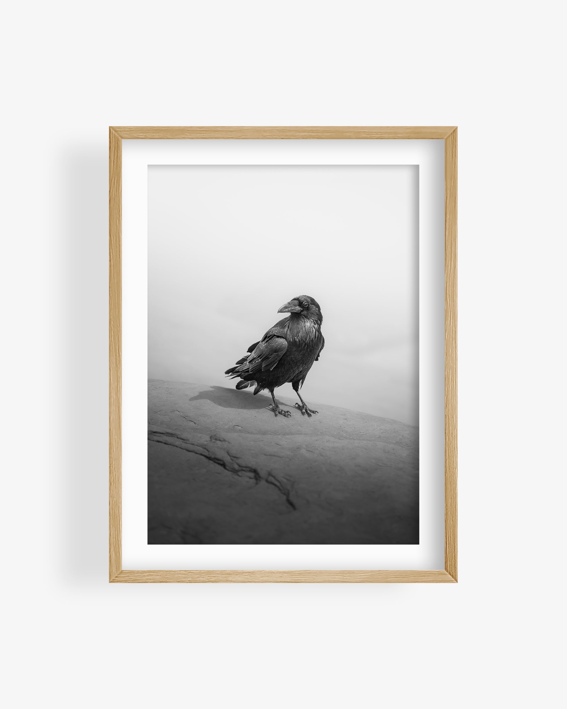 Crow in Utah Desert (BW)