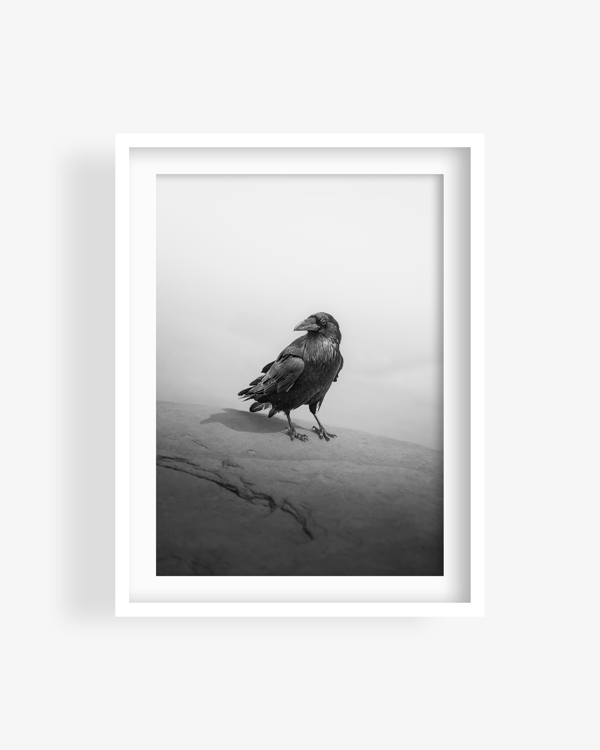 Crow in Utah Desert (BW)