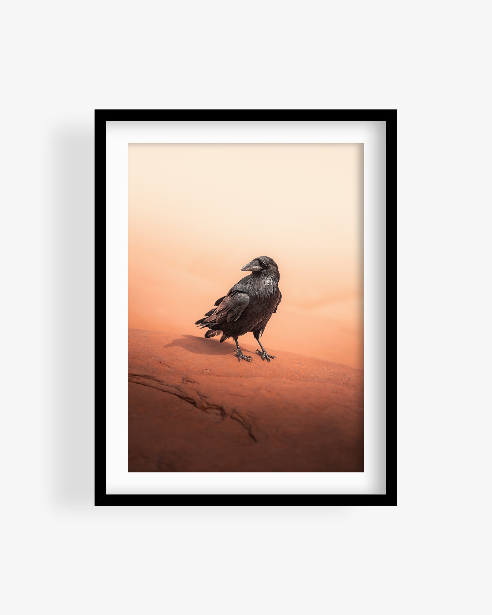 Crow in Utah Desert