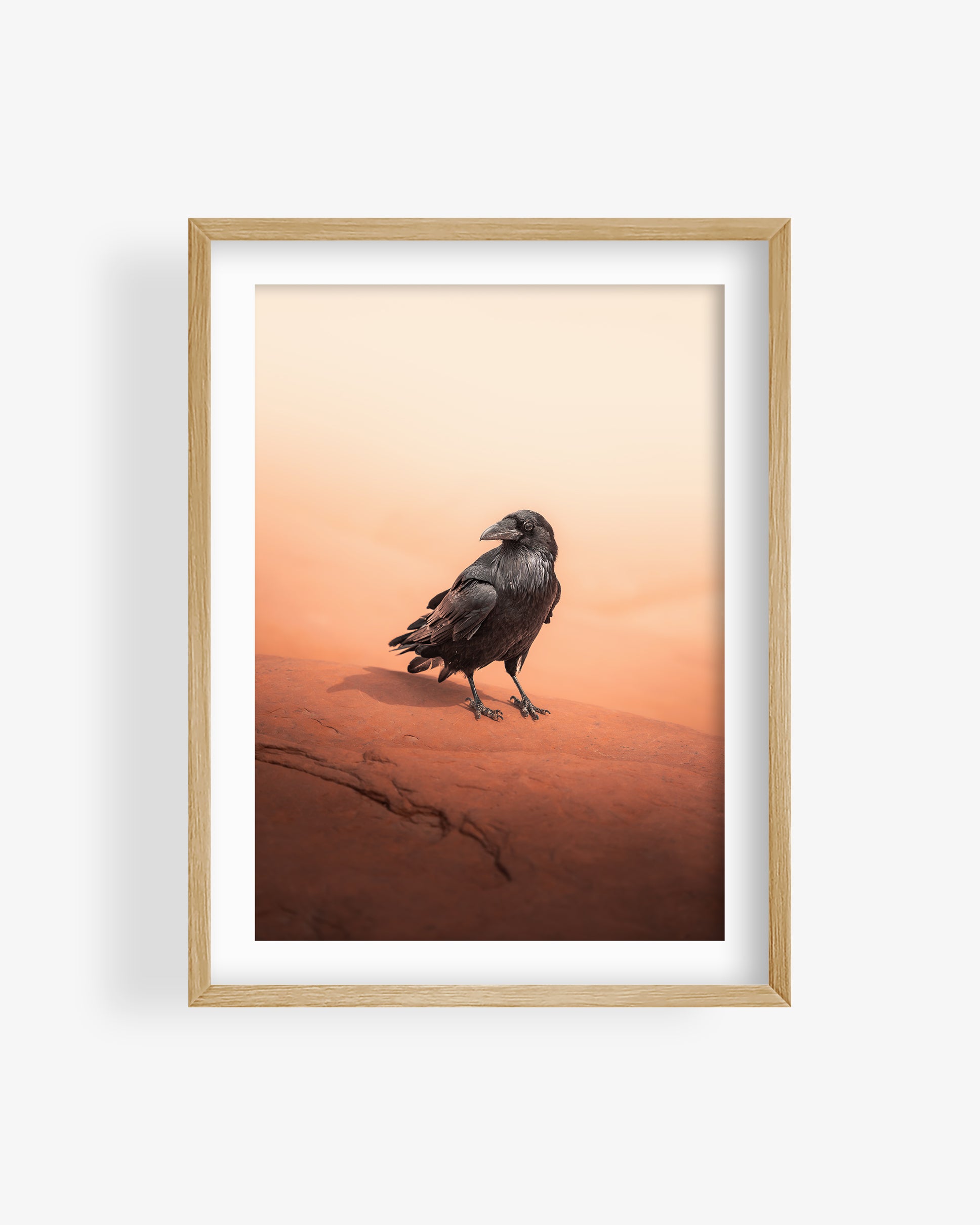 Crow in Utah Desert