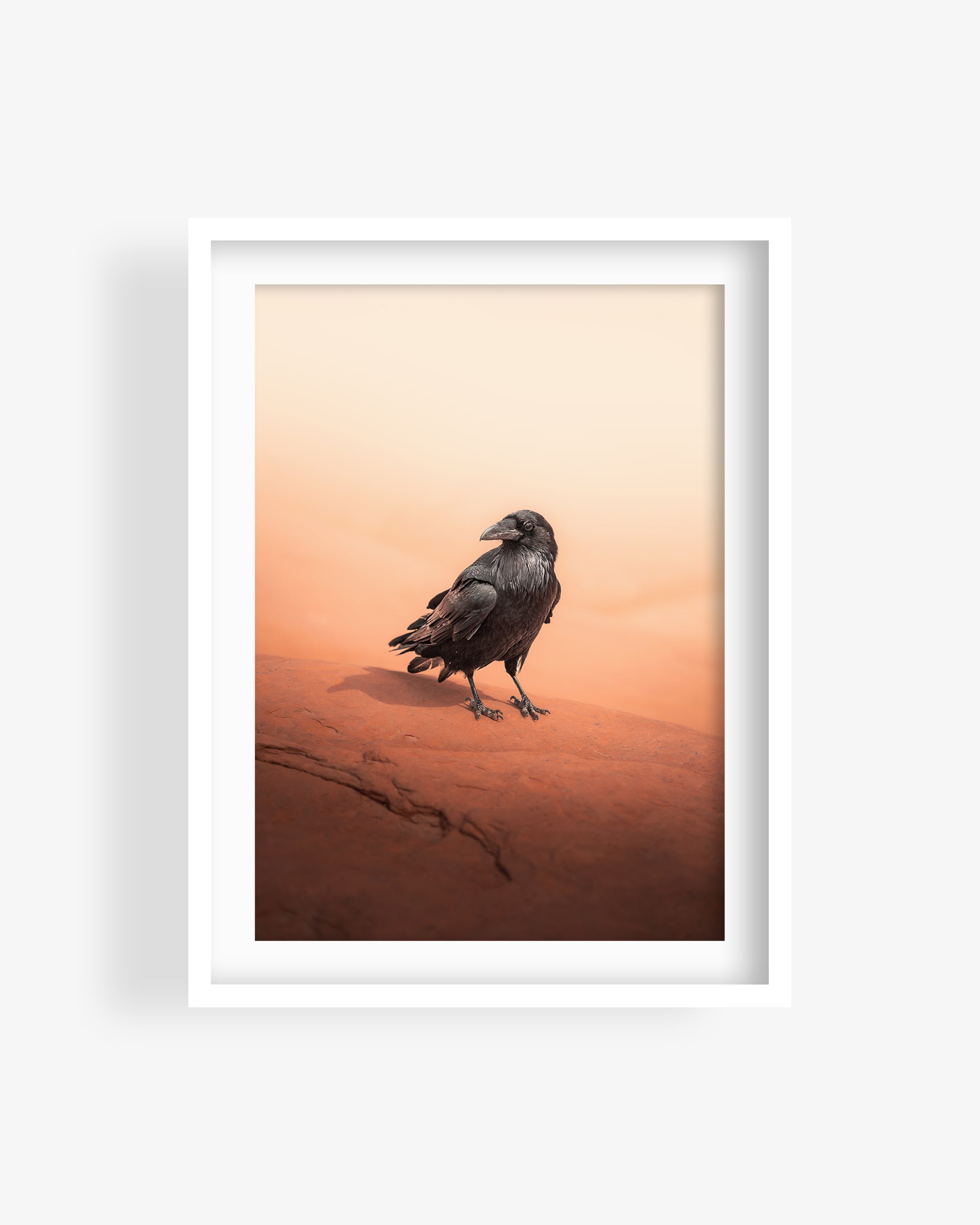 Crow in Utah Desert