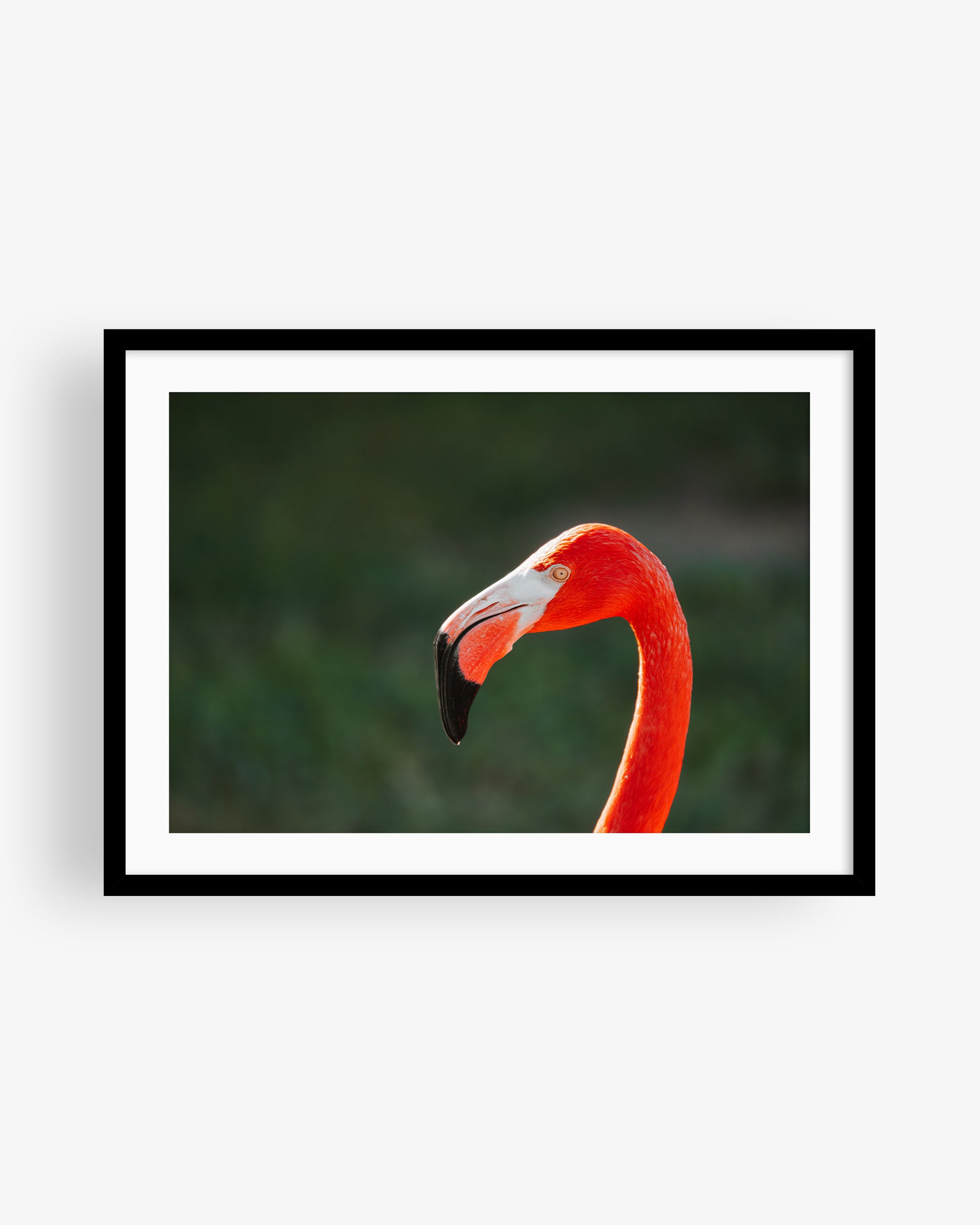 Flamingo Side Profile Portrait