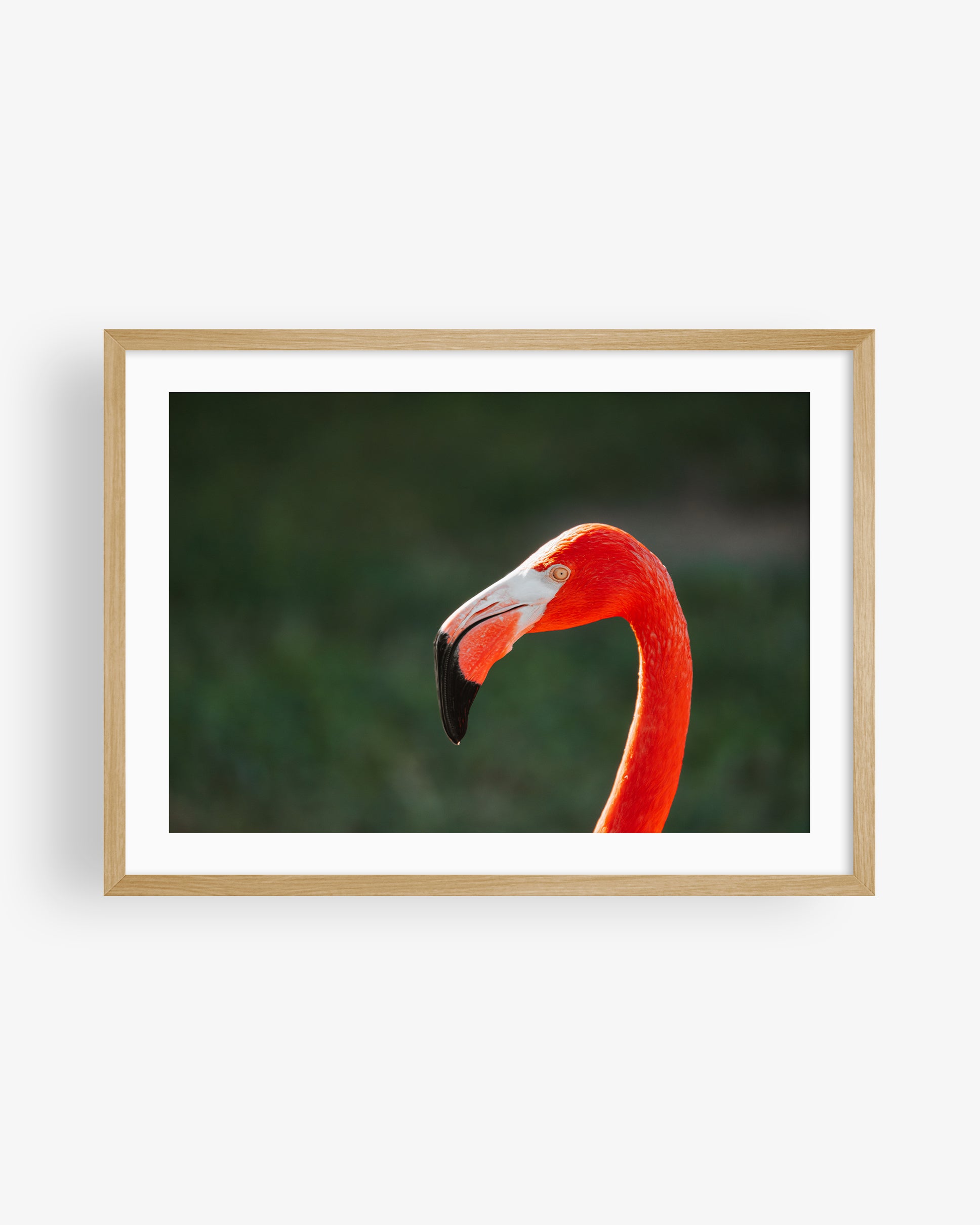 Flamingo Side Profile Portrait