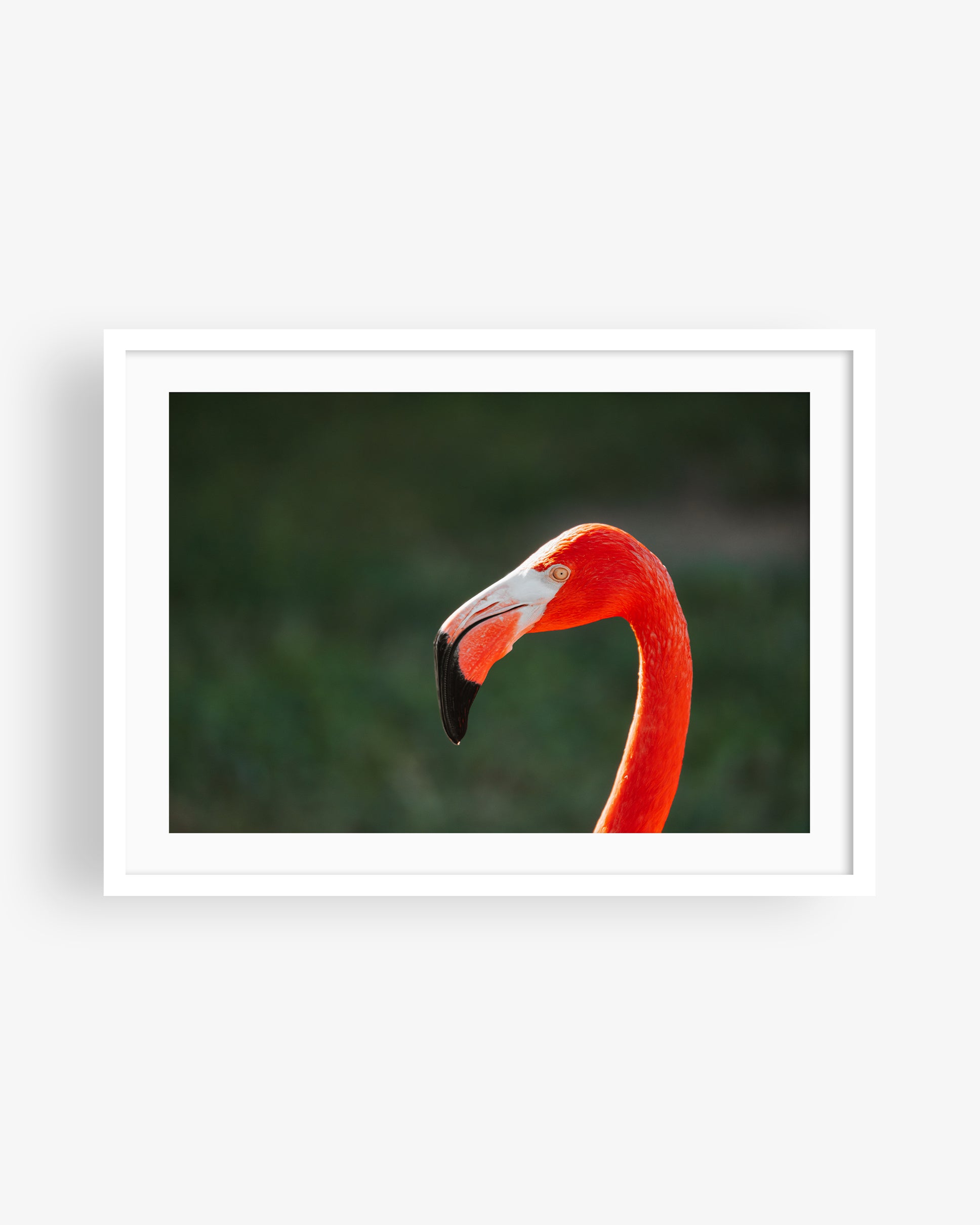 Flamingo Side Profile Portrait