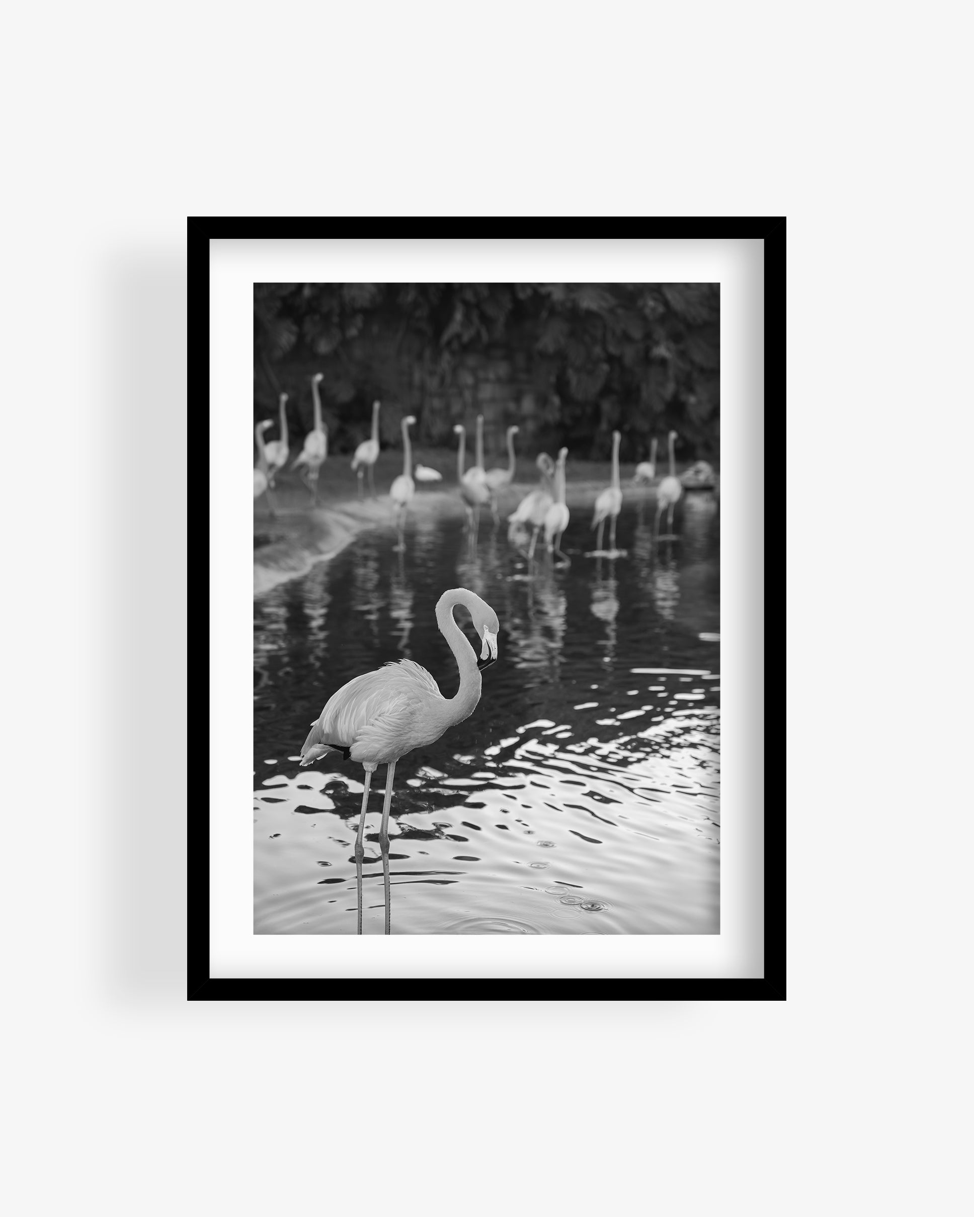 Flamingos in Water (BW)