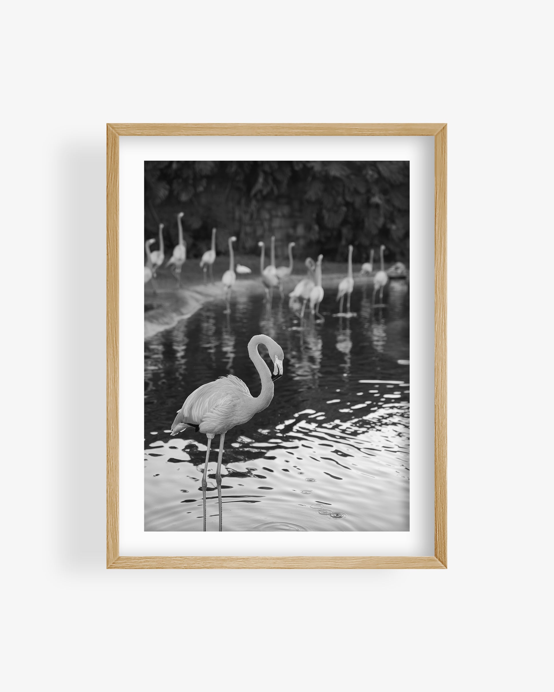 Flamingos in Water (BW)