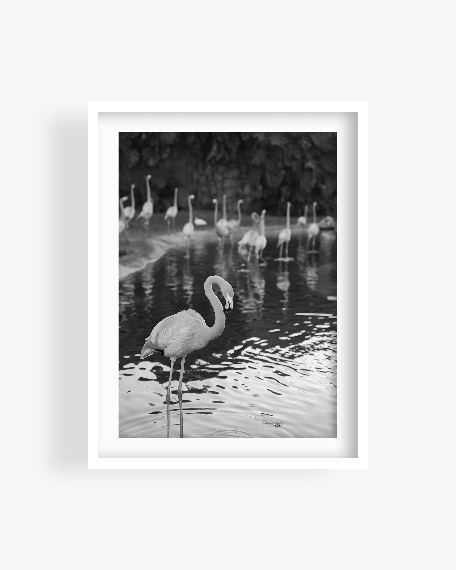 Flamingos in Water (BW)