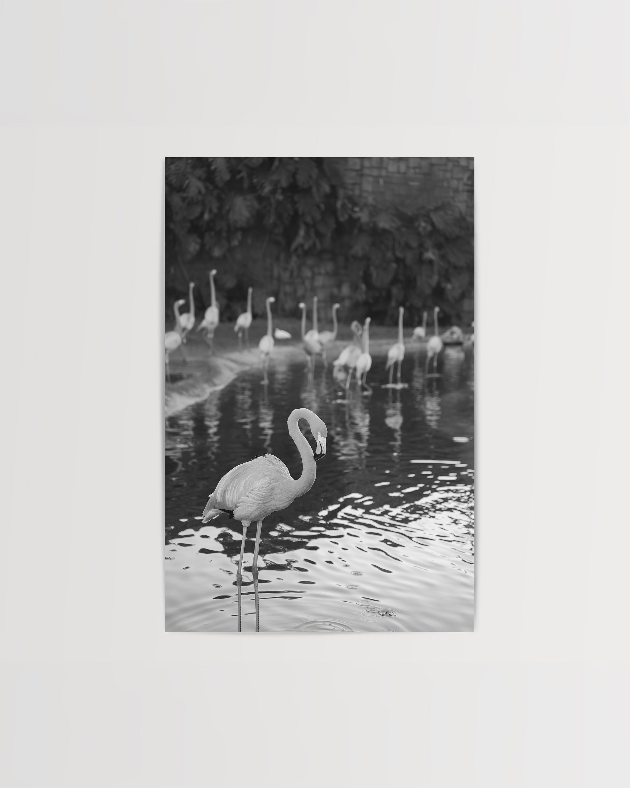 Flamingos in Water (BW)