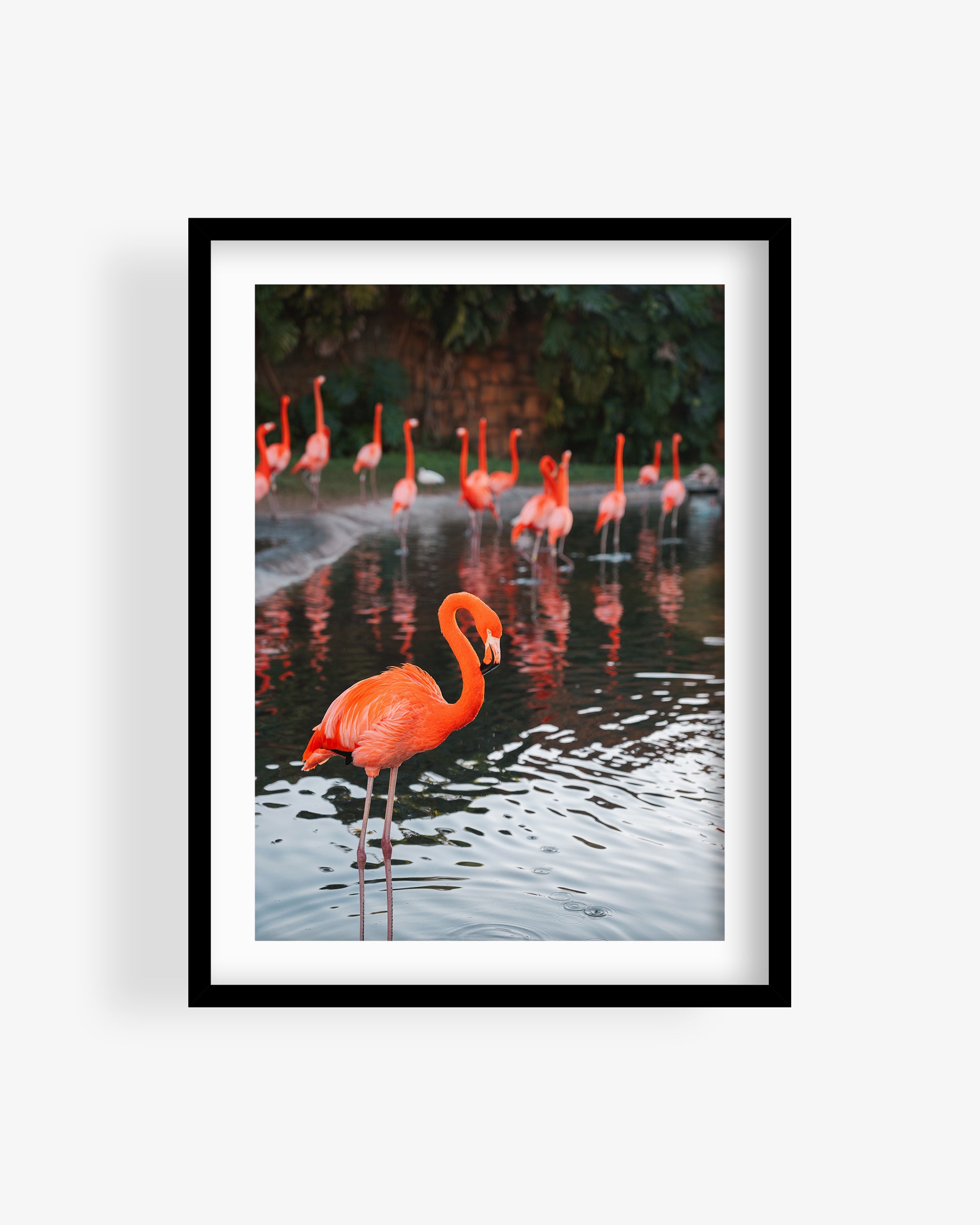 Flamingos in Water