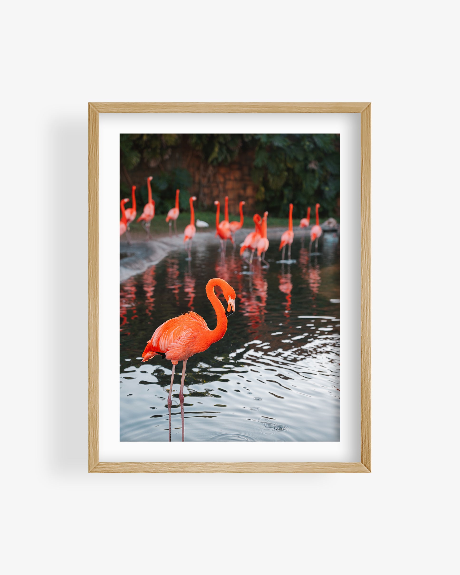 Flamingos in Water