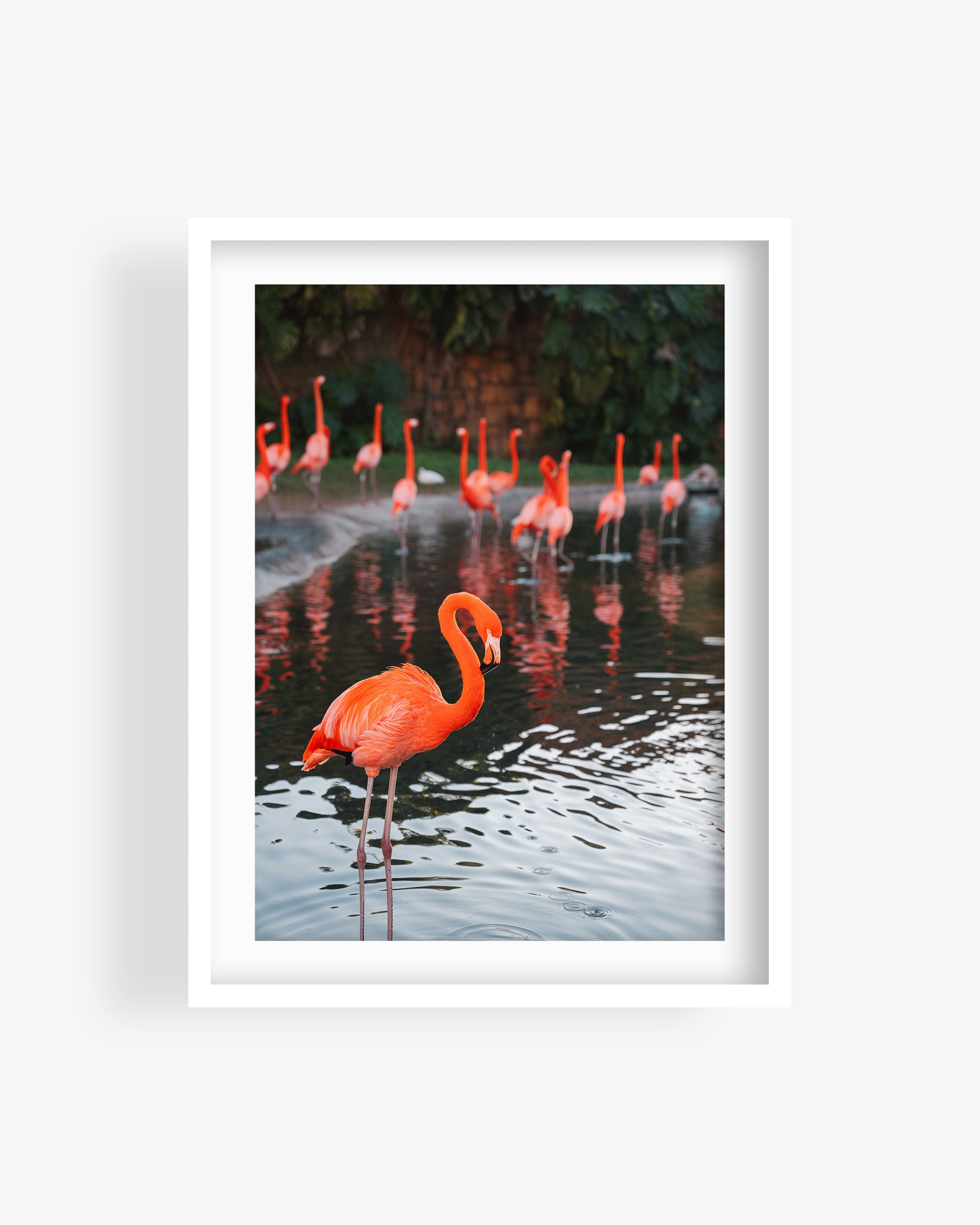 Flamingos in Water