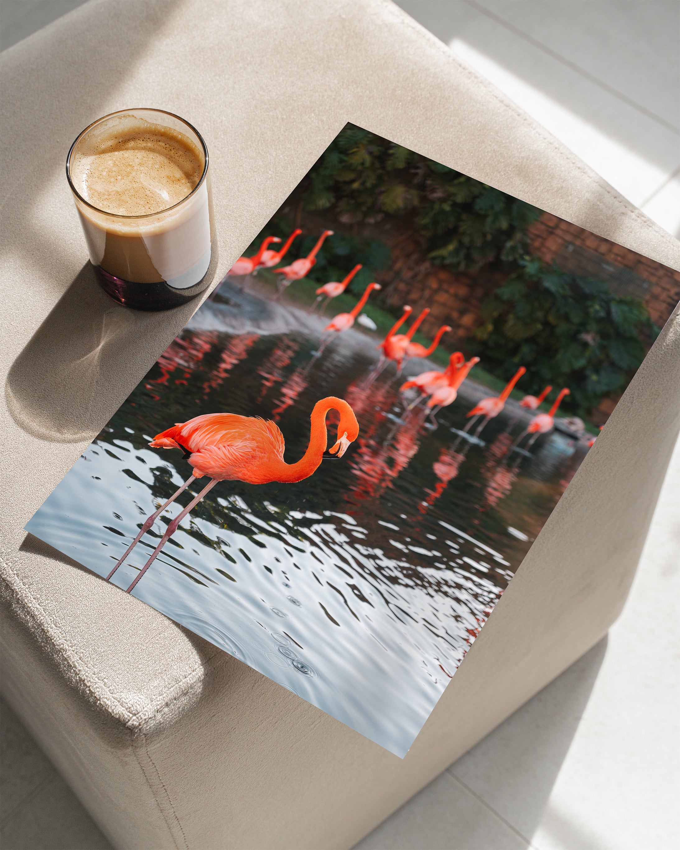 Flamingos in Water