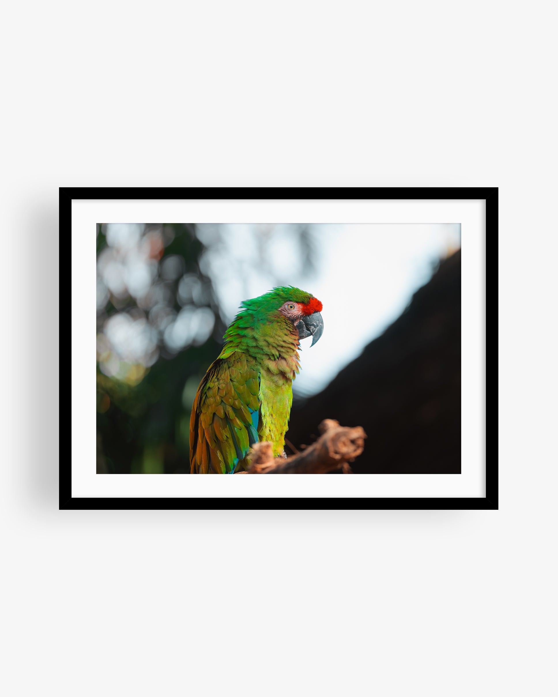 Green Macaw Parrot on a Branch II