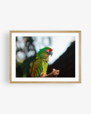 Green Macaw Parrot on a Branch II