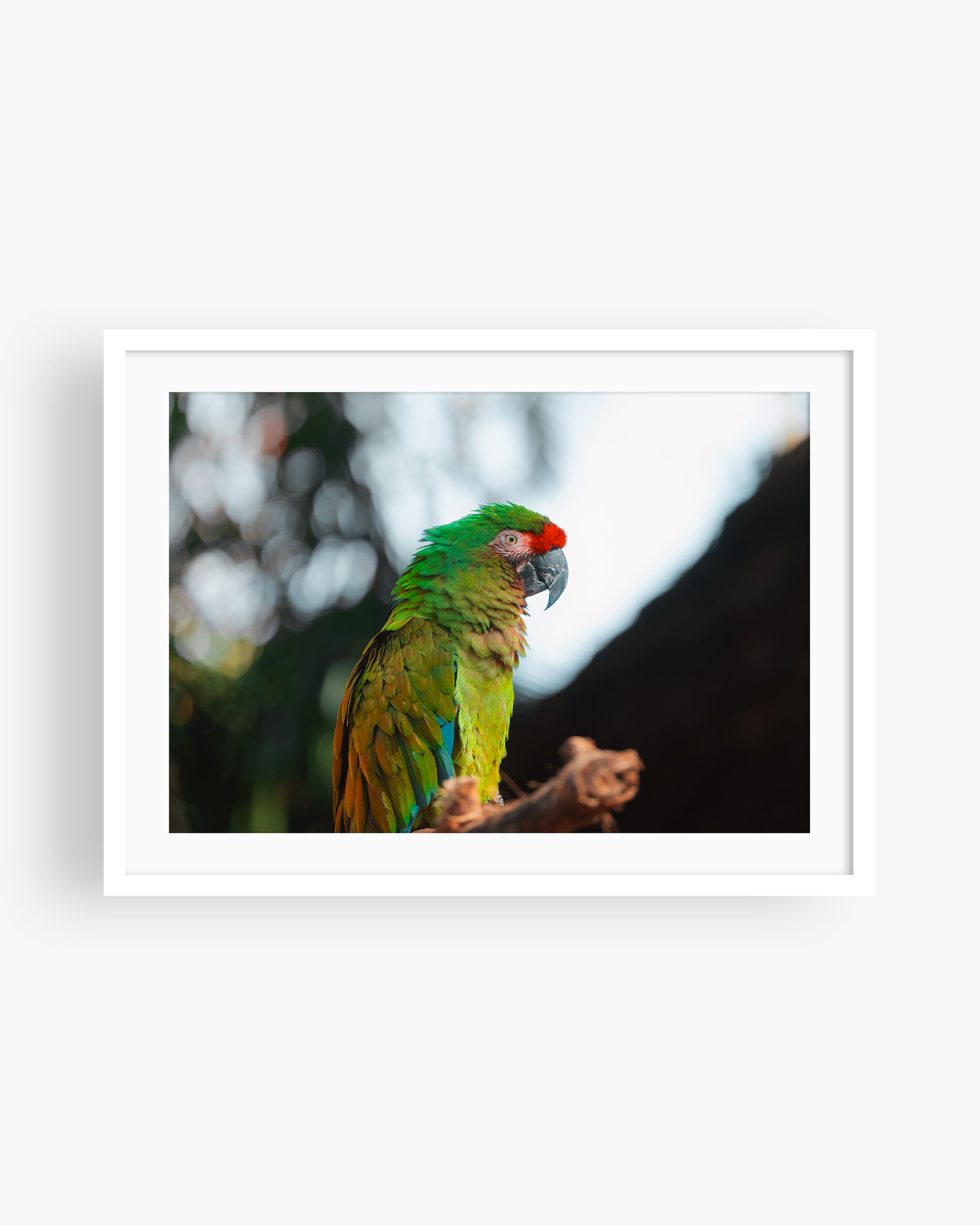 Green Macaw Parrot on a Branch II
