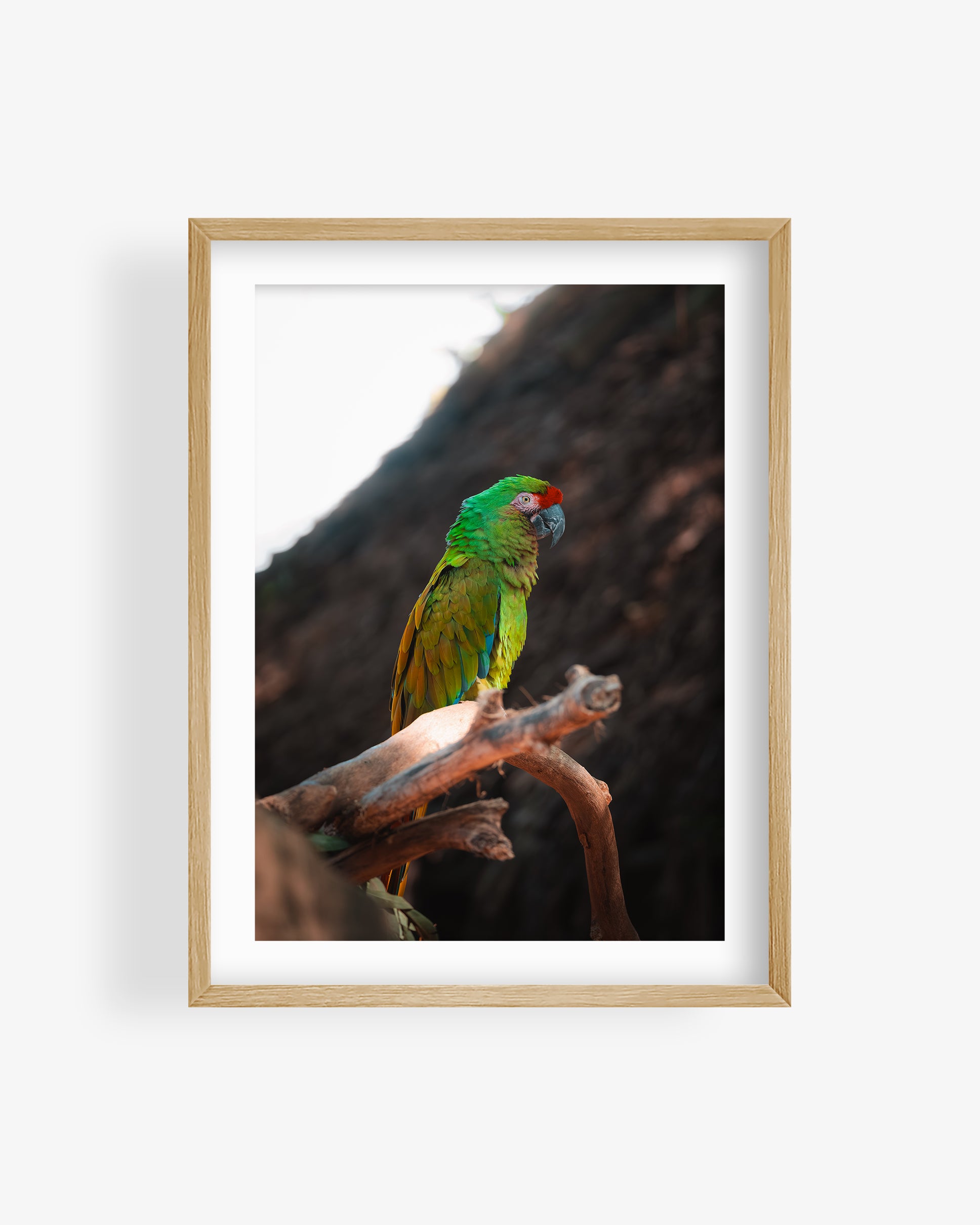 Green Macaw Parrot on a Branch