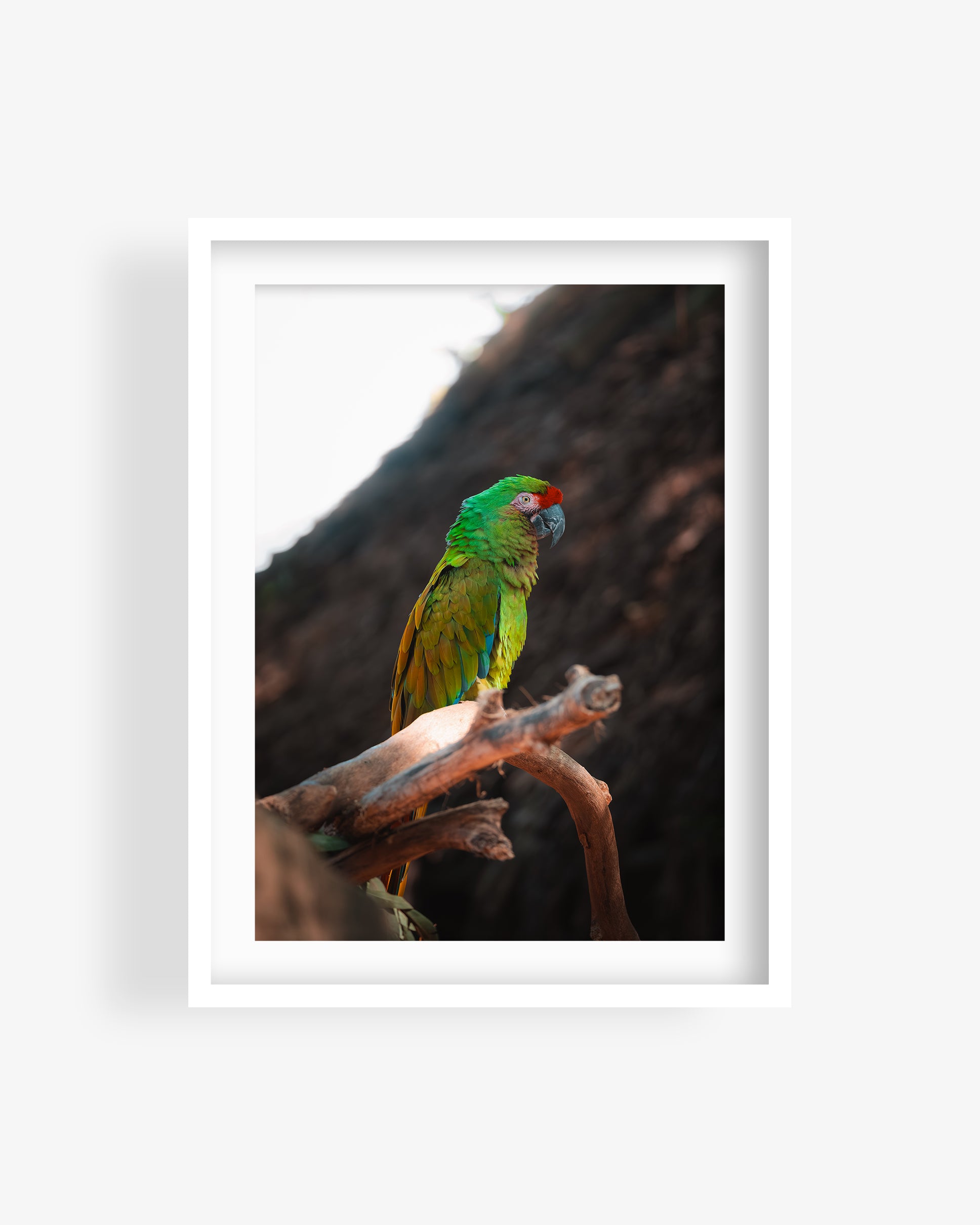 Green Macaw Parrot on a Branch