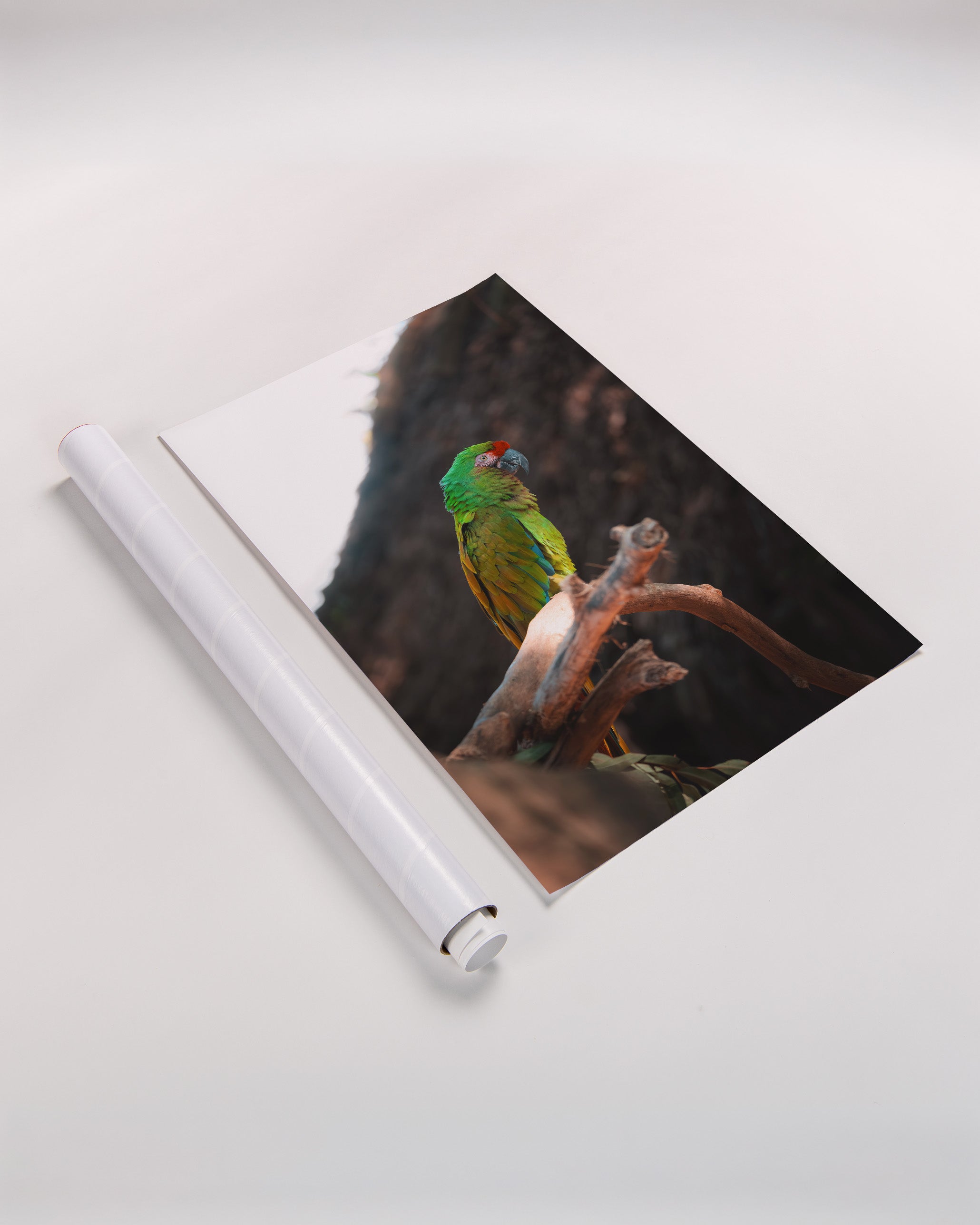 Green Macaw Parrot on a Branch