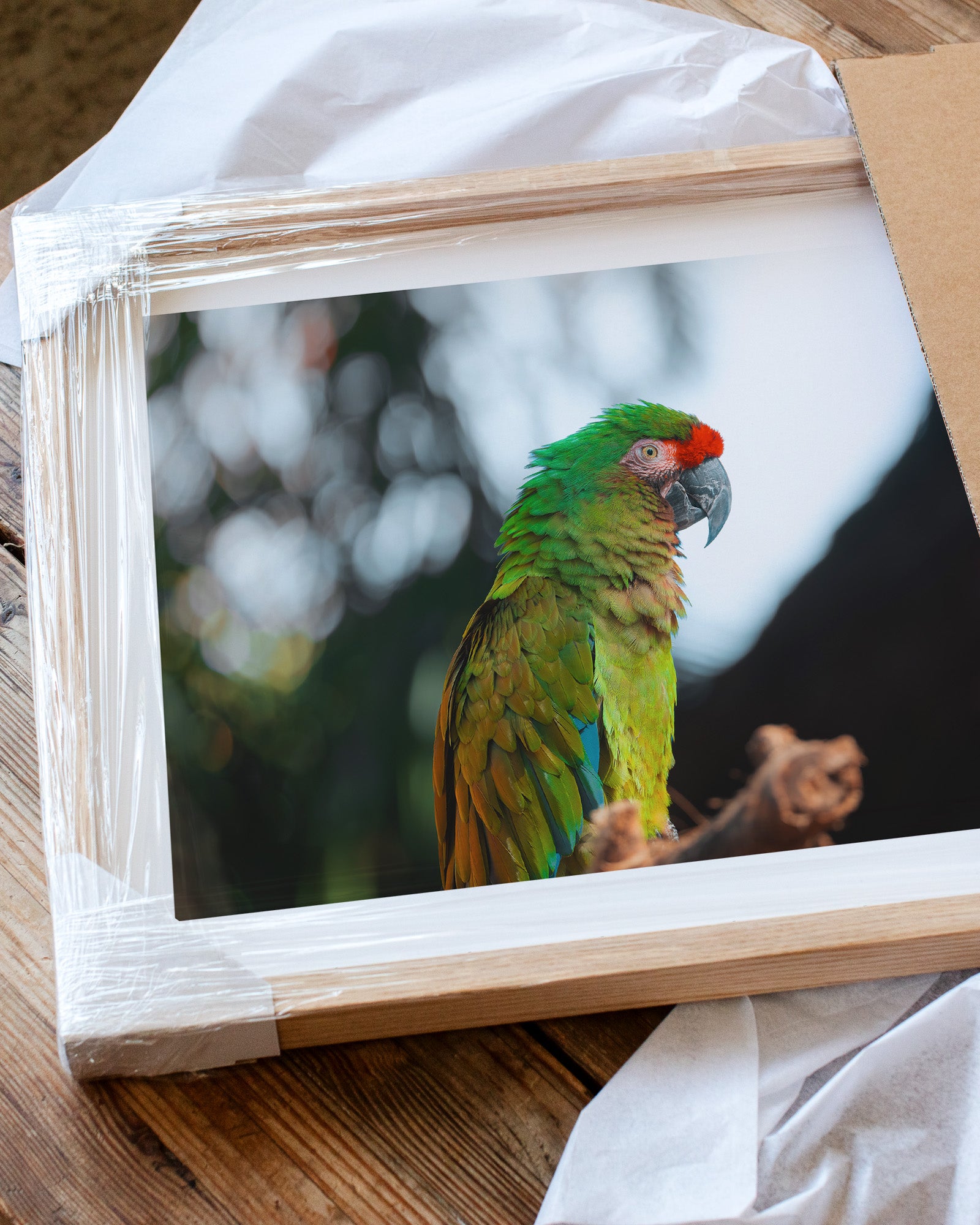 Green Macaw Parrot on a Branch II