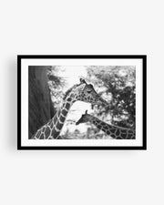 Two African Giraffes Portrait BW