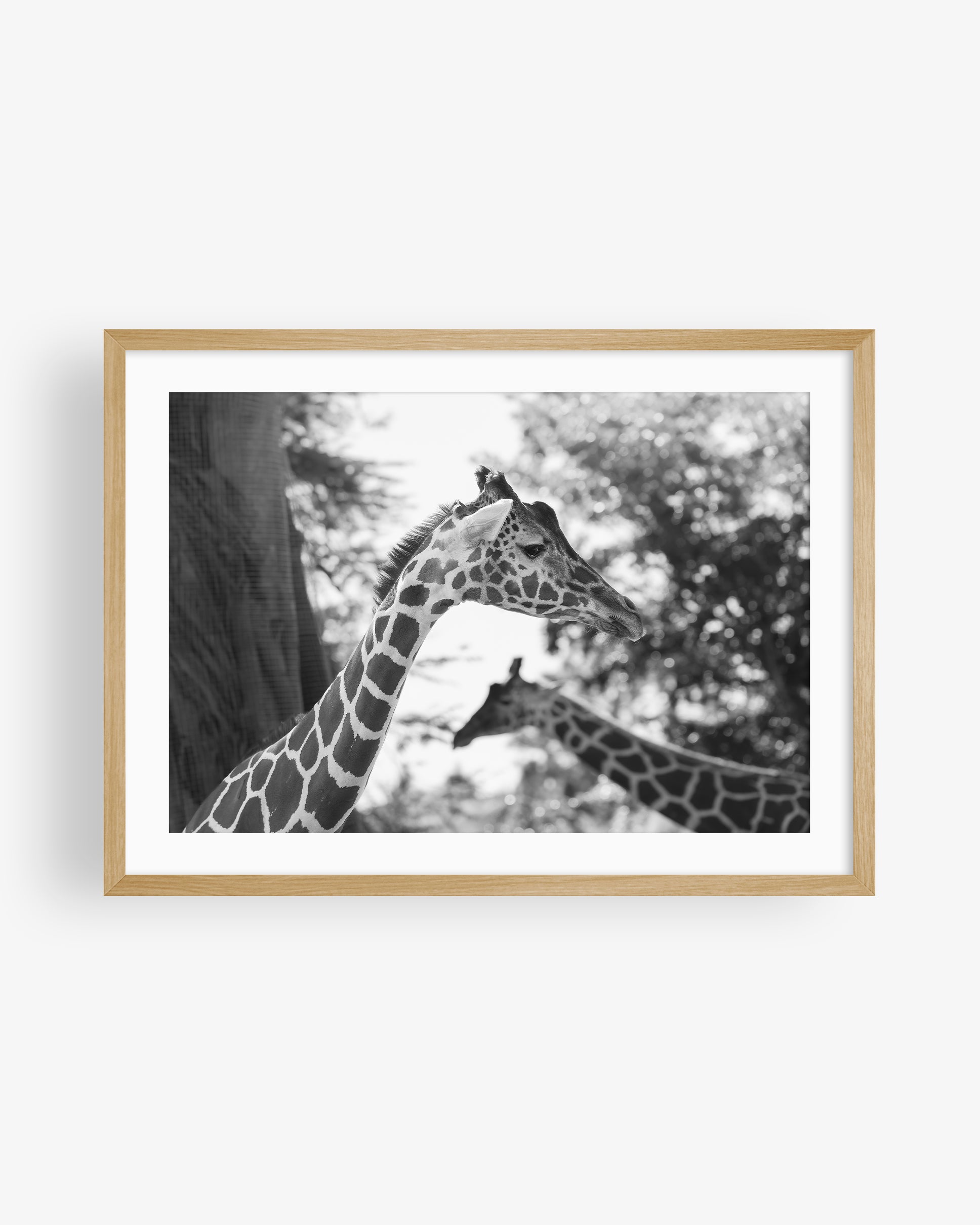 Two African Giraffes Portrait BW