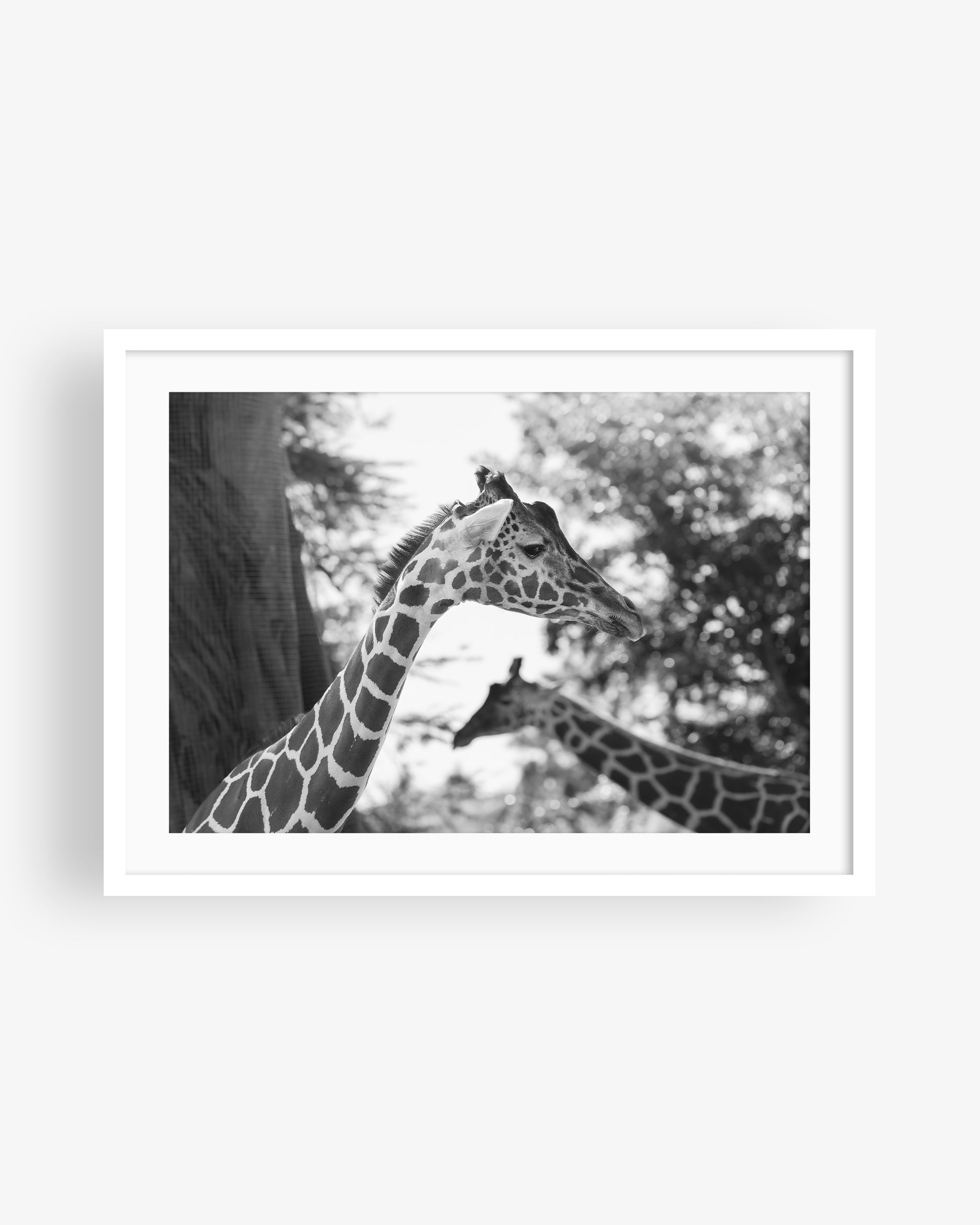 Two African Giraffes Portrait BW