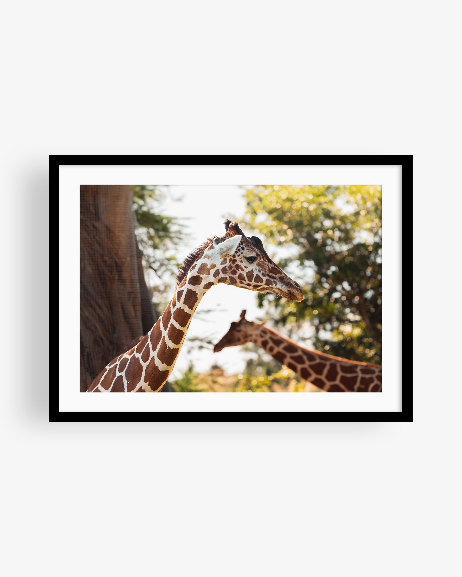 Two African Giraffes Portrait