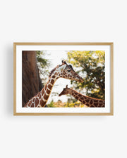 Two African Giraffes Portrait