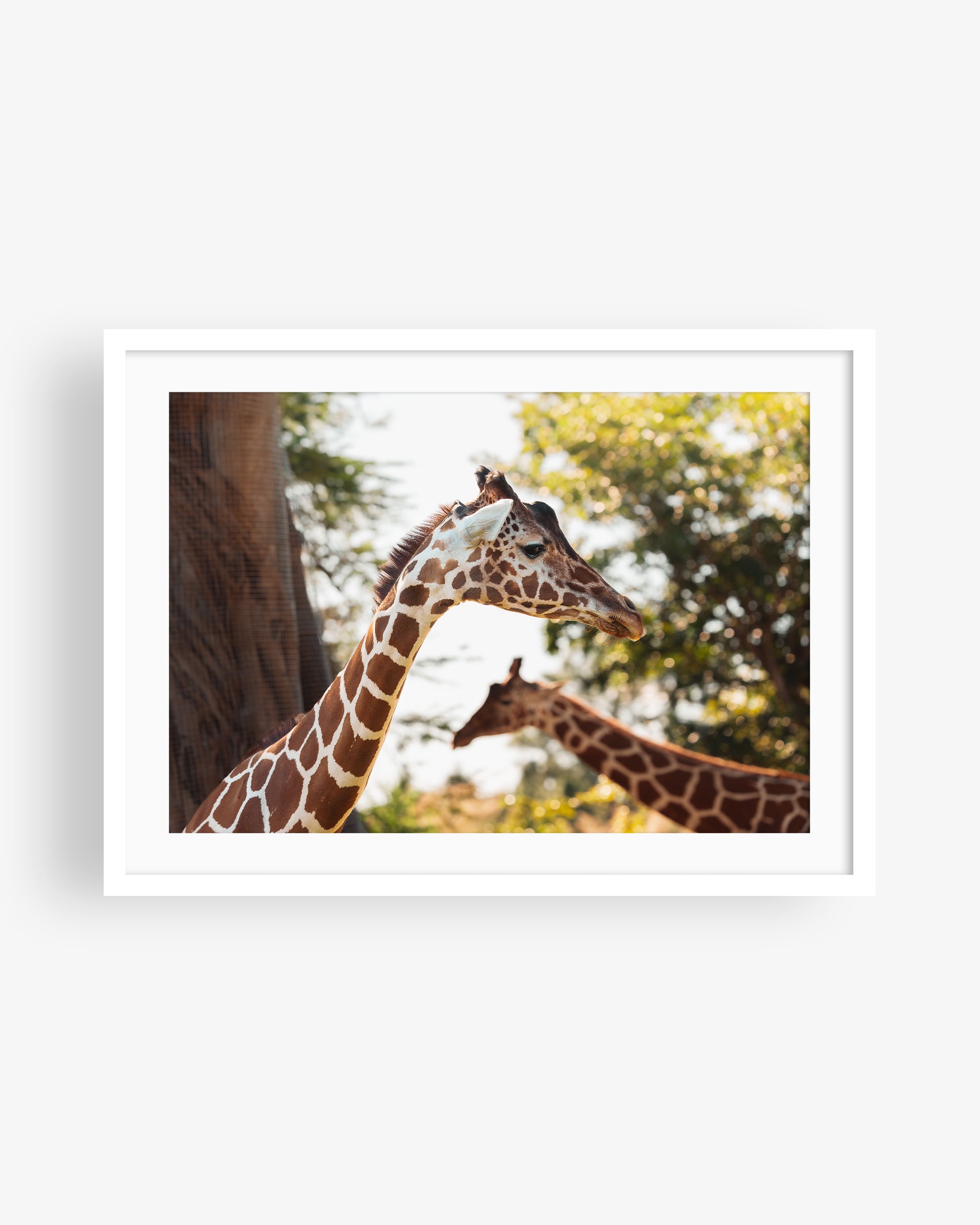 Two African Giraffes Portrait