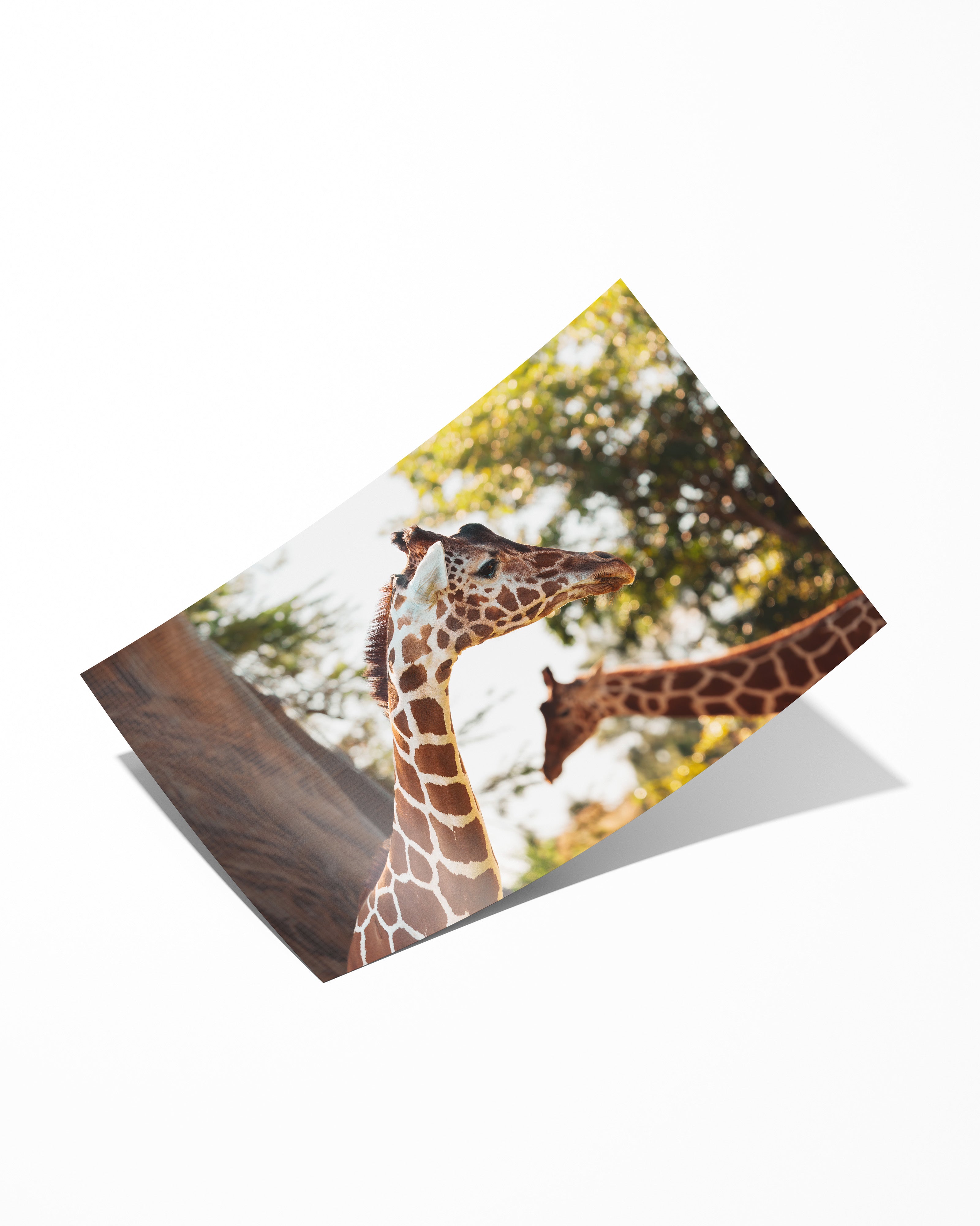 Two African Giraffes Portrait